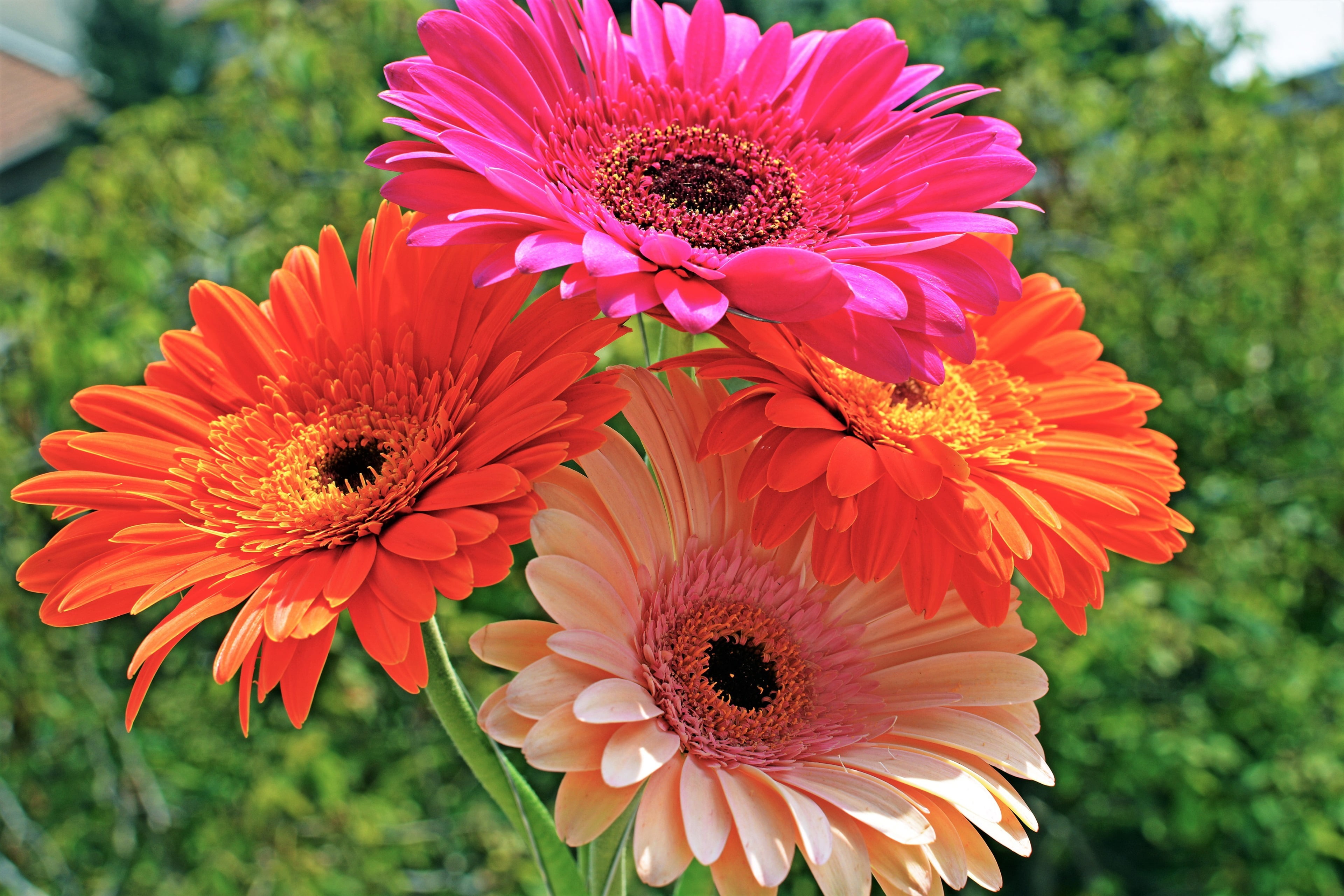 flower head, petal, flower, beauty in nature, pollen, inflorescence, red, close-up, 4K, focus on foreground, growth, gerbera daisy, freshness, plant, vulnerability, HD Wallpaper