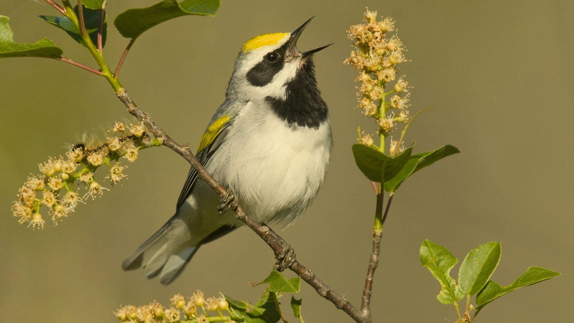 cute, bird, animals, birds, singing, 1080P, HD Wallpaper