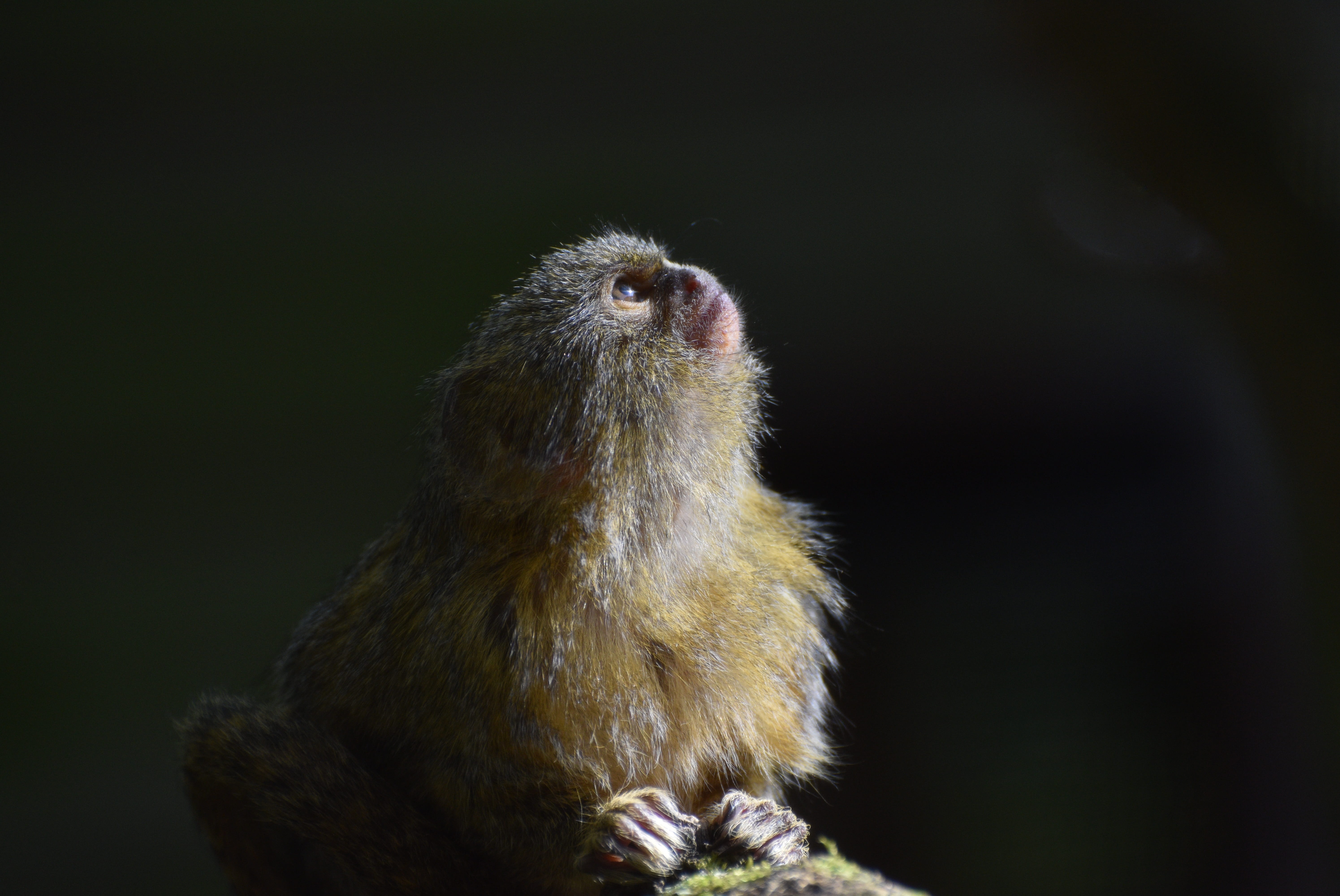 nature, animal head, creature, sweet, fur, no people, animal body part, night, looking away, black background, bird, animal themes, one animal, marmoset, HD Wallpaper