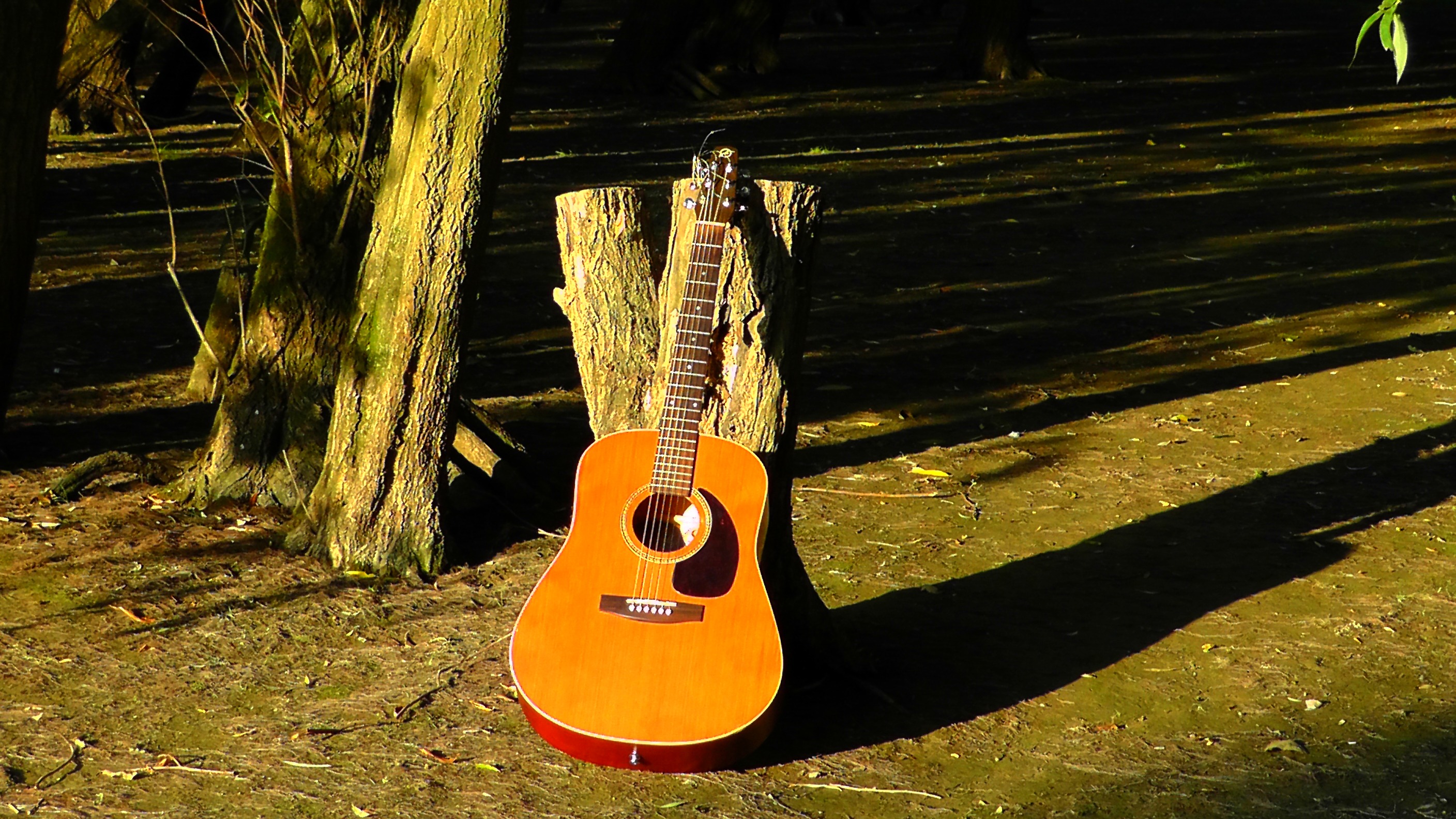 guitar, instrument, musician, musical Instrument String, no people, string, nature, high angle view, string instrument, day, fretboard, musical Instrument, HD Wallpaper