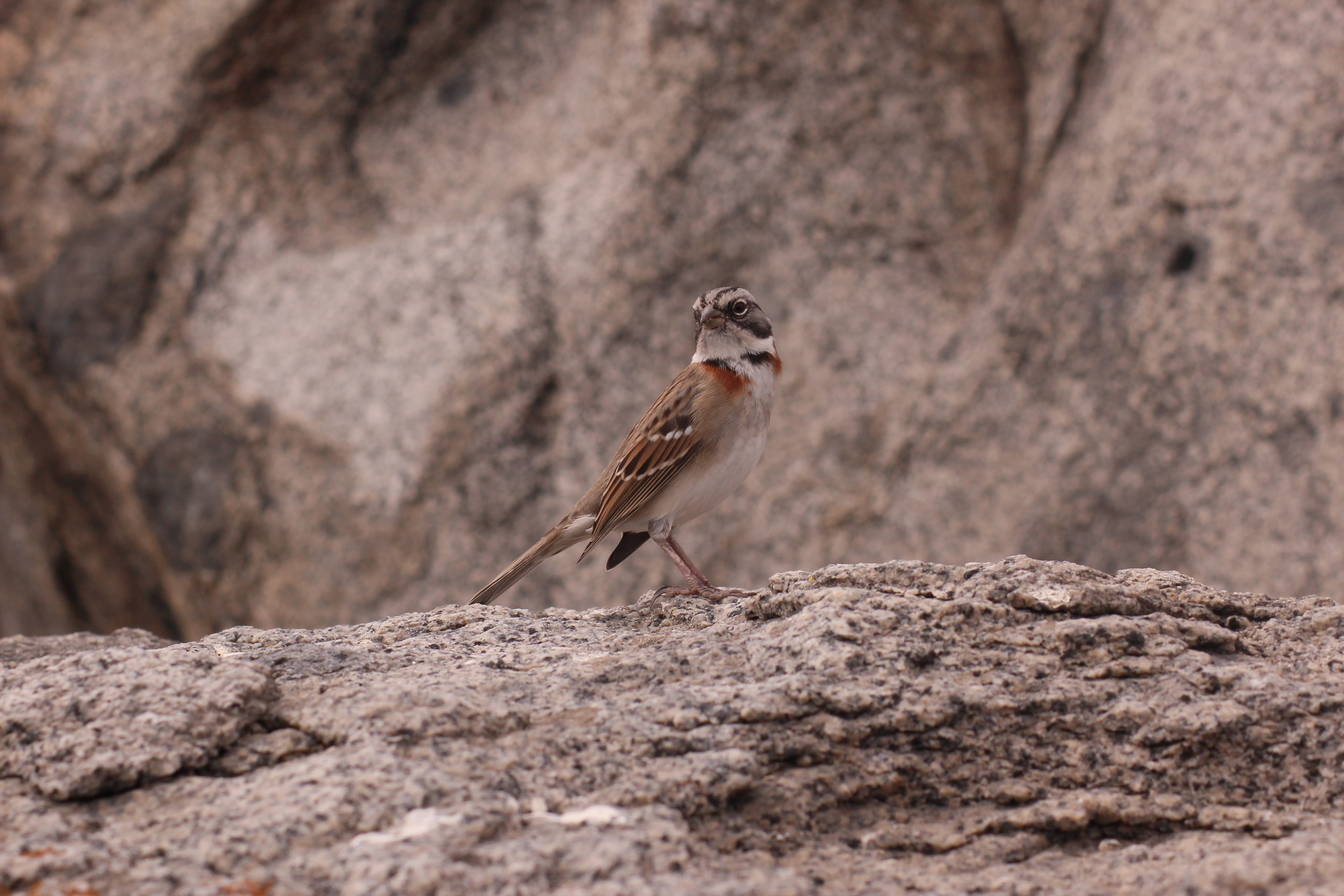 chile, isla dama, one animal, focus on foreground, isla damas, small, ave, nature, rock, pajaro, sparrow, outdoors, animal themes, punta de choros, solid, HD Wallpaper
