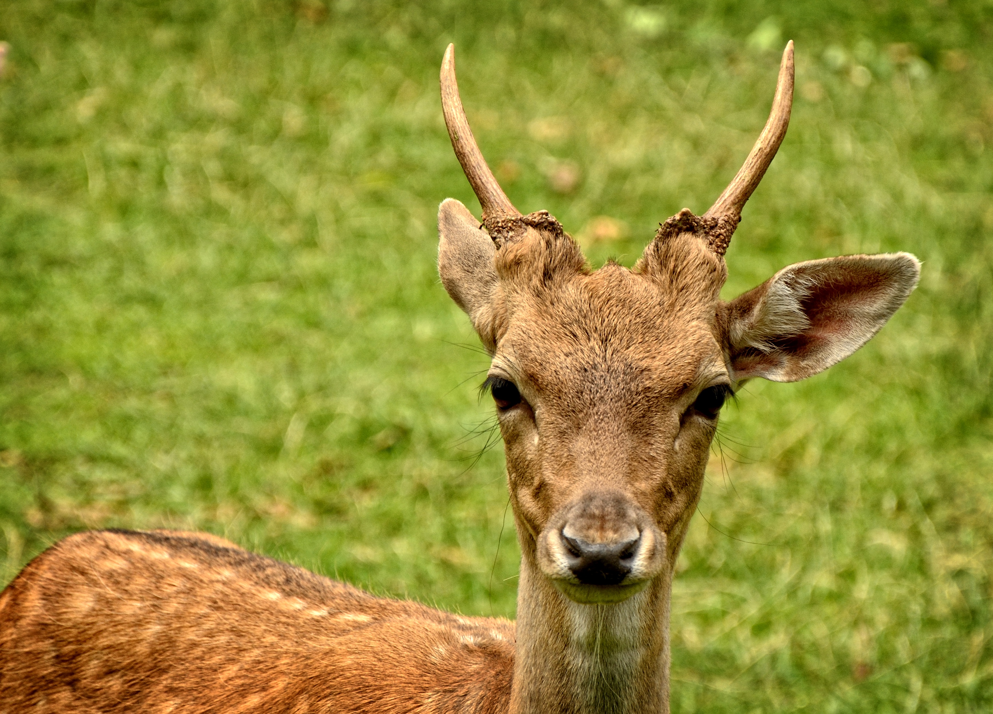 dama dama, looking at camera, plant, fallow deer, animal themes, horned, one animal, 2K, mammal, female, head, deer, day, portrait, face, wild animal, HD Wallpaper