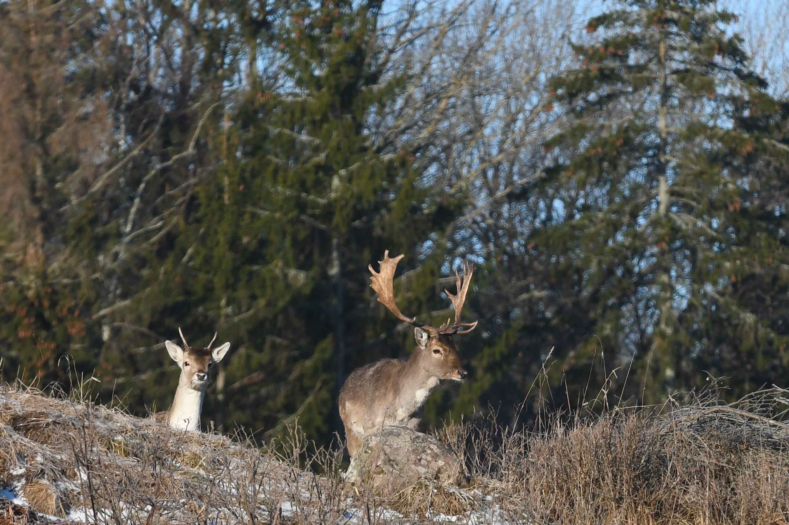 plant, wildlife, dama dama, land, skovelhorn, deer antlers, tree, the fallow deer, cute, vertebrate, animals, animal wildlife, herbivorous, beautiful, wild, HD Wallpaper