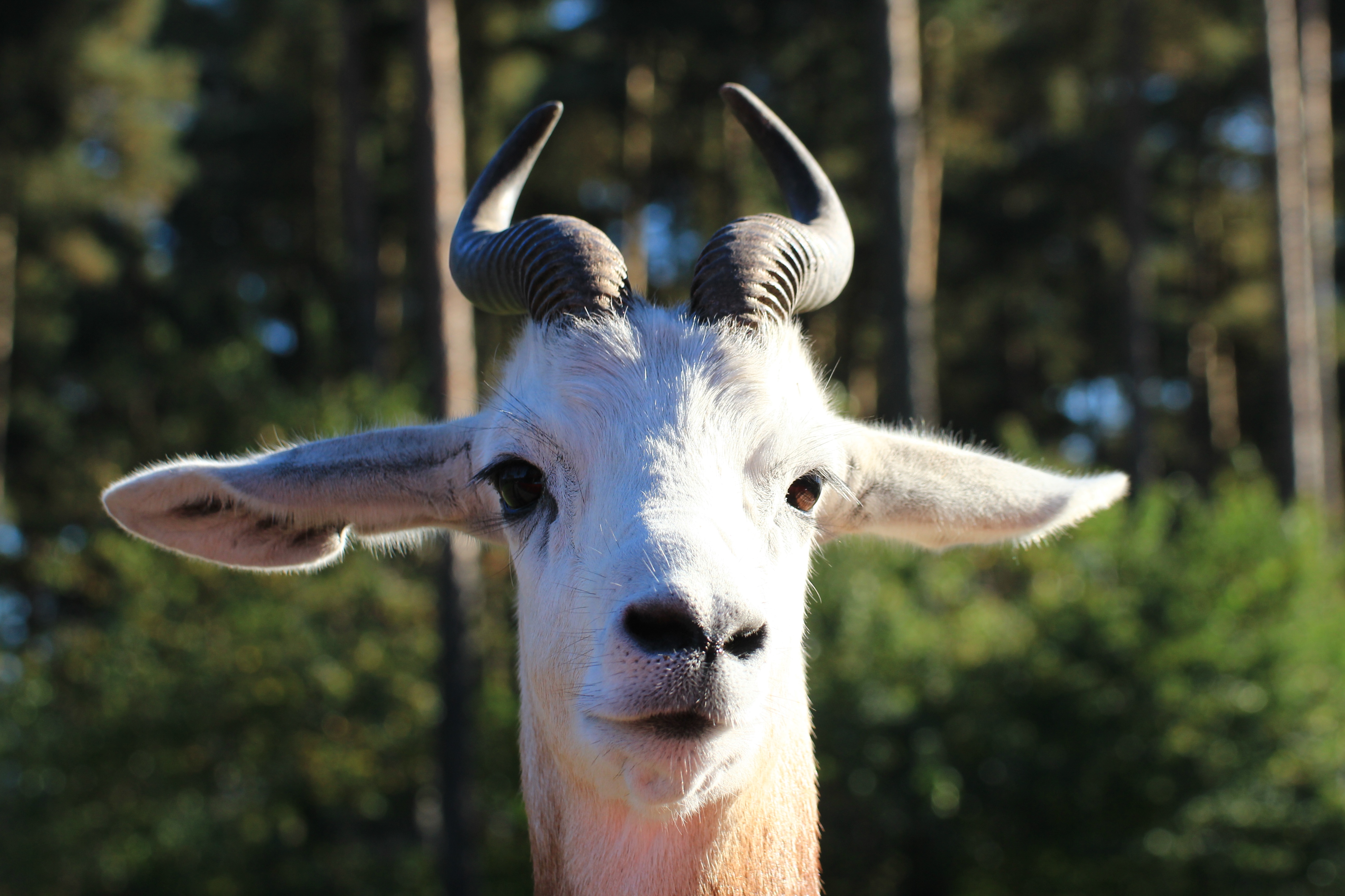 paarhufer, domestic animals, vertebrate, creature, focus on foreground, portrait, gazelle type, no people, animal neck, bovidae, looking at camera, animals, HD Wallpaper