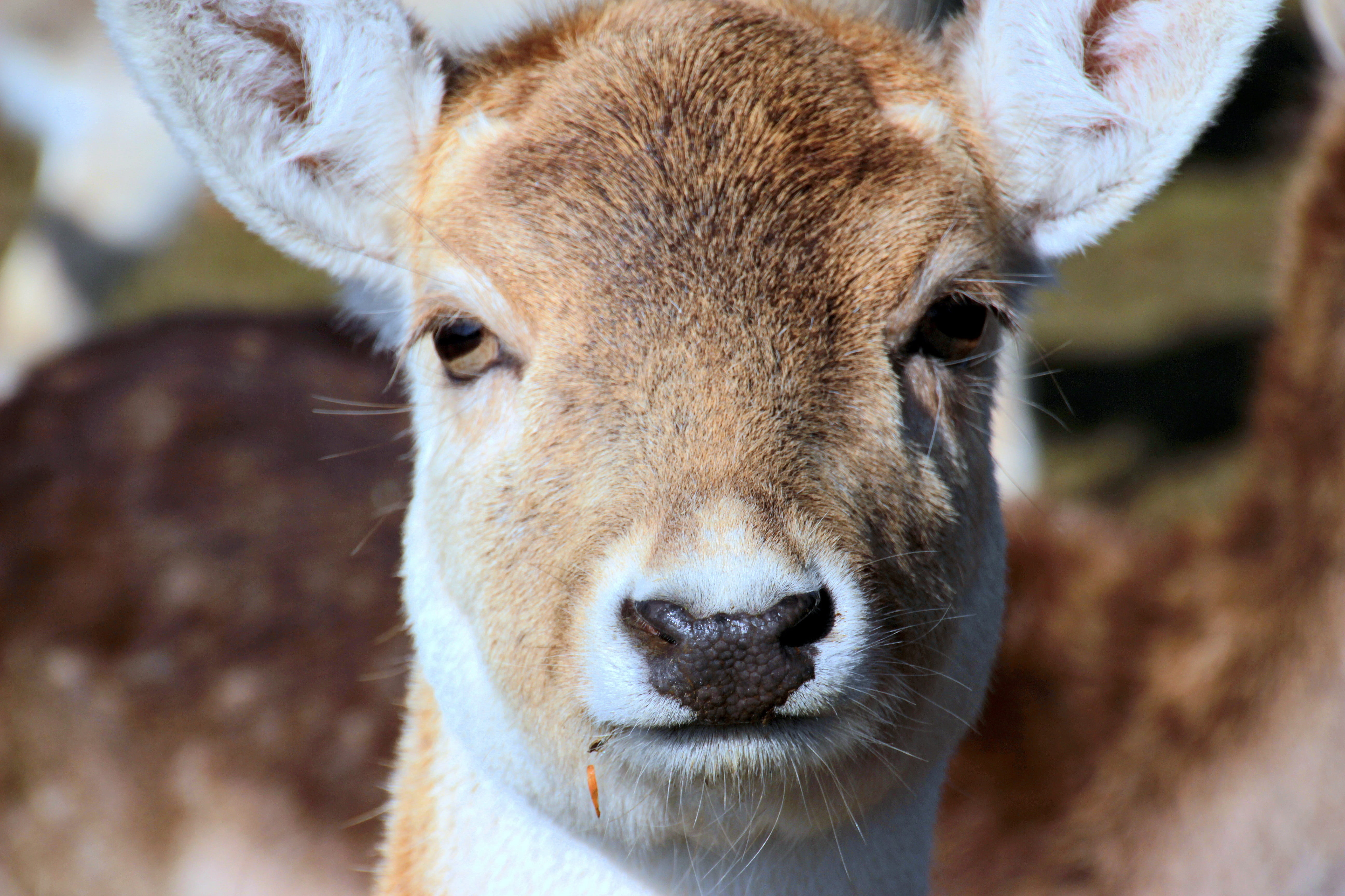 livestock, deer, focus on foreground, Dama Dama, animal, ruminant, portrait, face, herbivorous, fallow deer, damtier, animal head, animal wildlife, domestic animals, HD Wallpaper