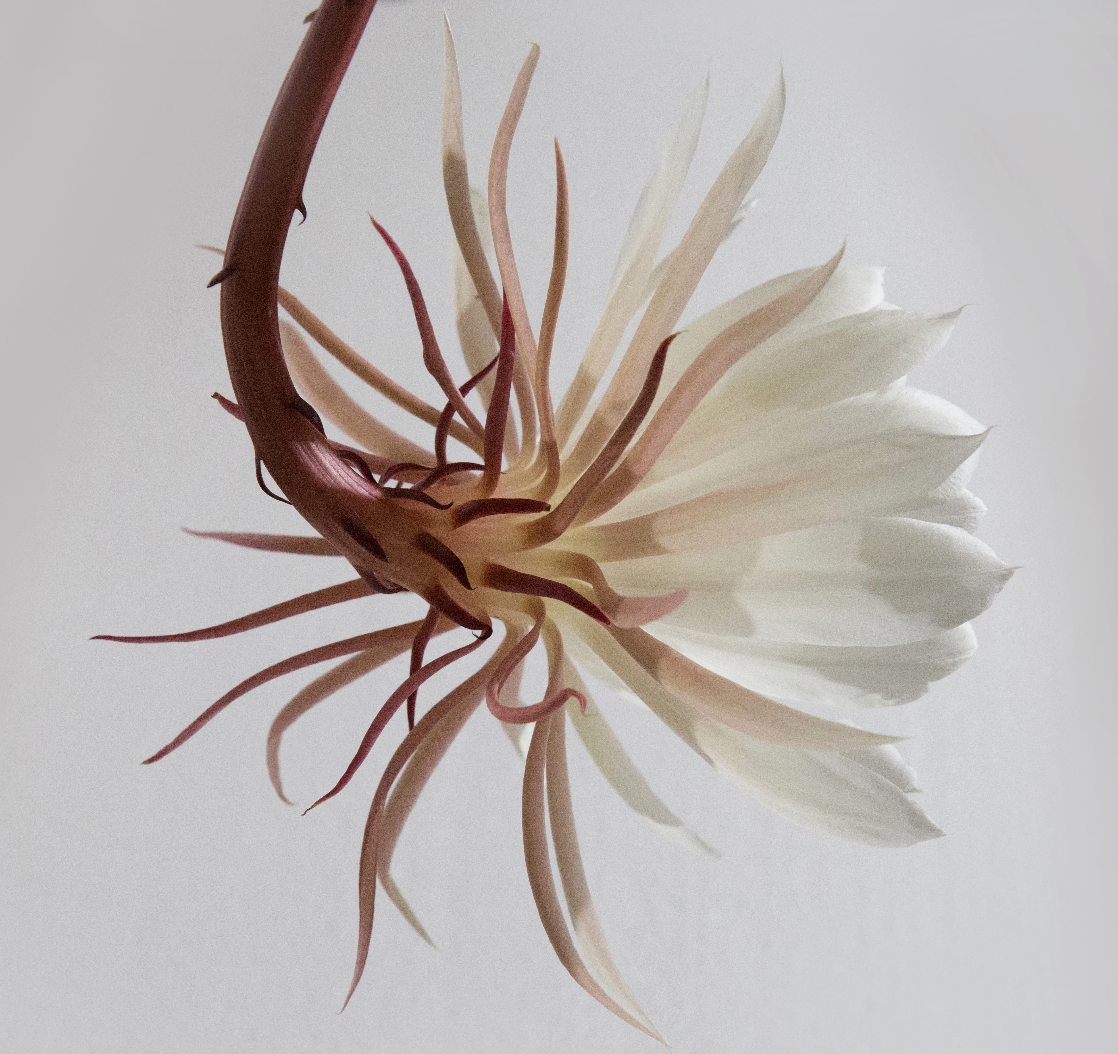 plant, softness, la noche, cut out, white background, inflorescence, petal, macro, petaled, beauty in nature, single Flower, indoors, flowering plant, dama, HD Wallpaper