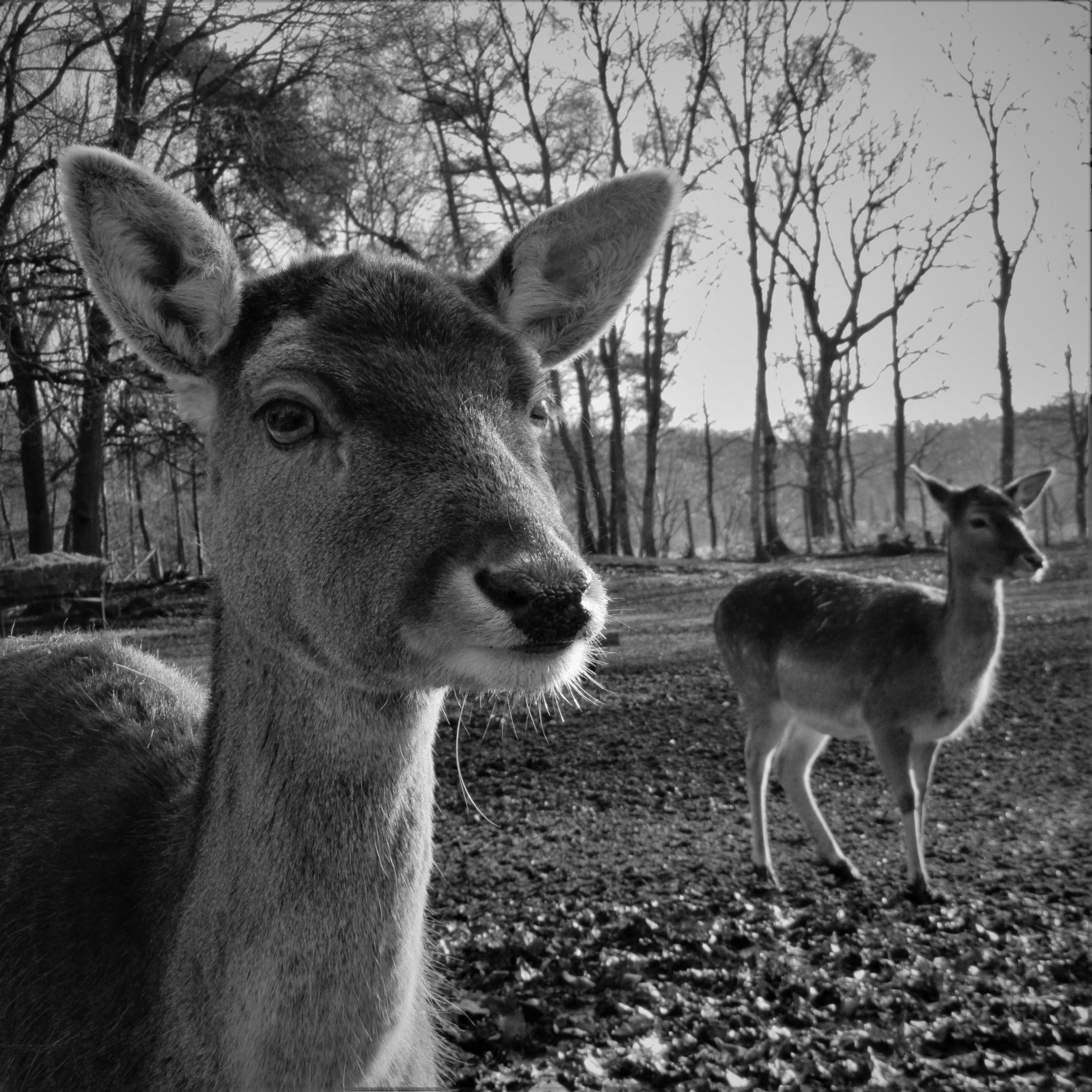 fawn, outdoors, standing, herbivorous, domestic animals, group of animals, day, roe deer, two animals, animal wildlife, animals in the wild, field, animal world, Phone HD Wallpaper