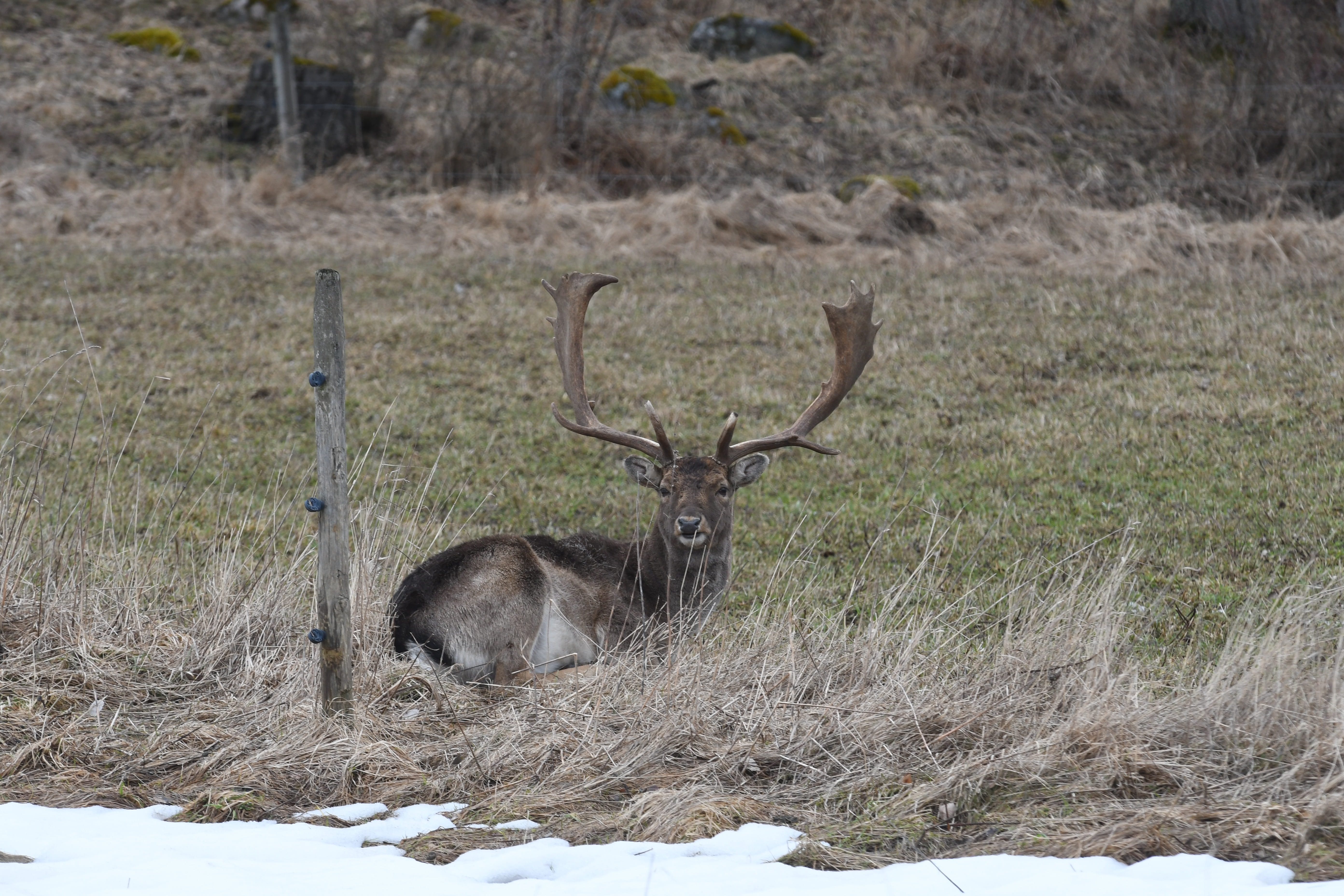 outdoors, outdoor, stag, hirsch, deer, stately, animal themes, no people, nature, snow, vertebrate, wildlife, herbivorous, animal life, dovskovel, horn, HD Wallpaper