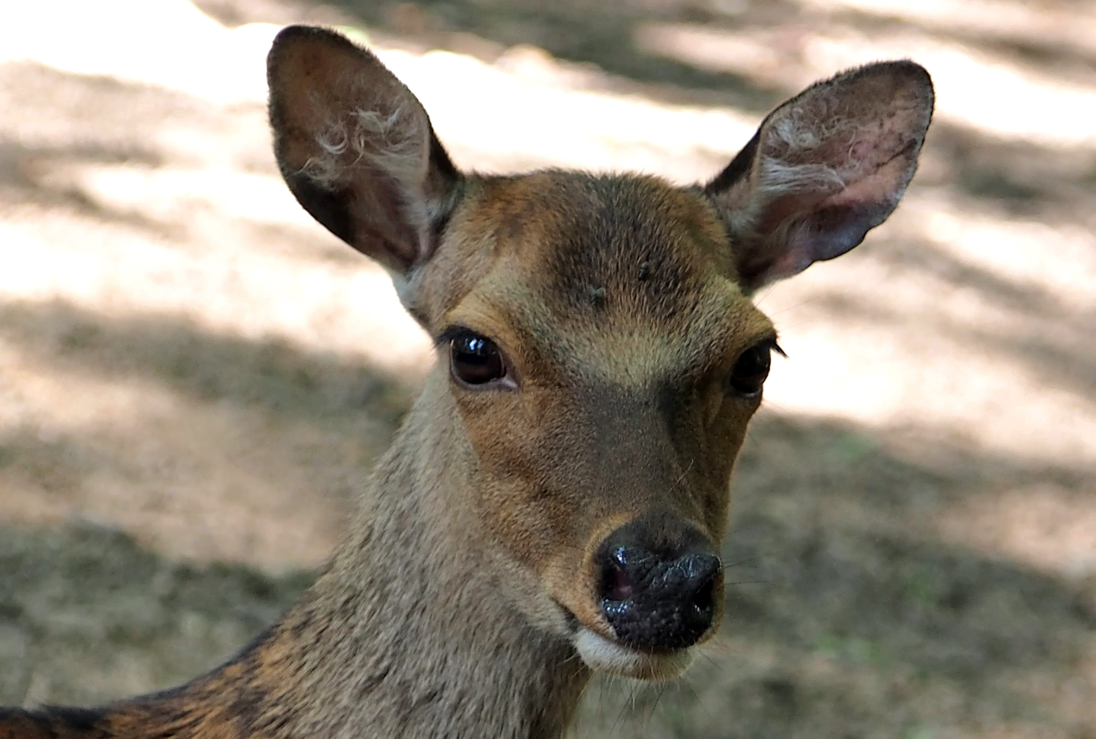 male, animal, day, zoo, looking at camera, head, animal wildlife, dama dama, animal eye, deer, domestic animals, portrait, animal head, close-up, land, HD Wallpaper