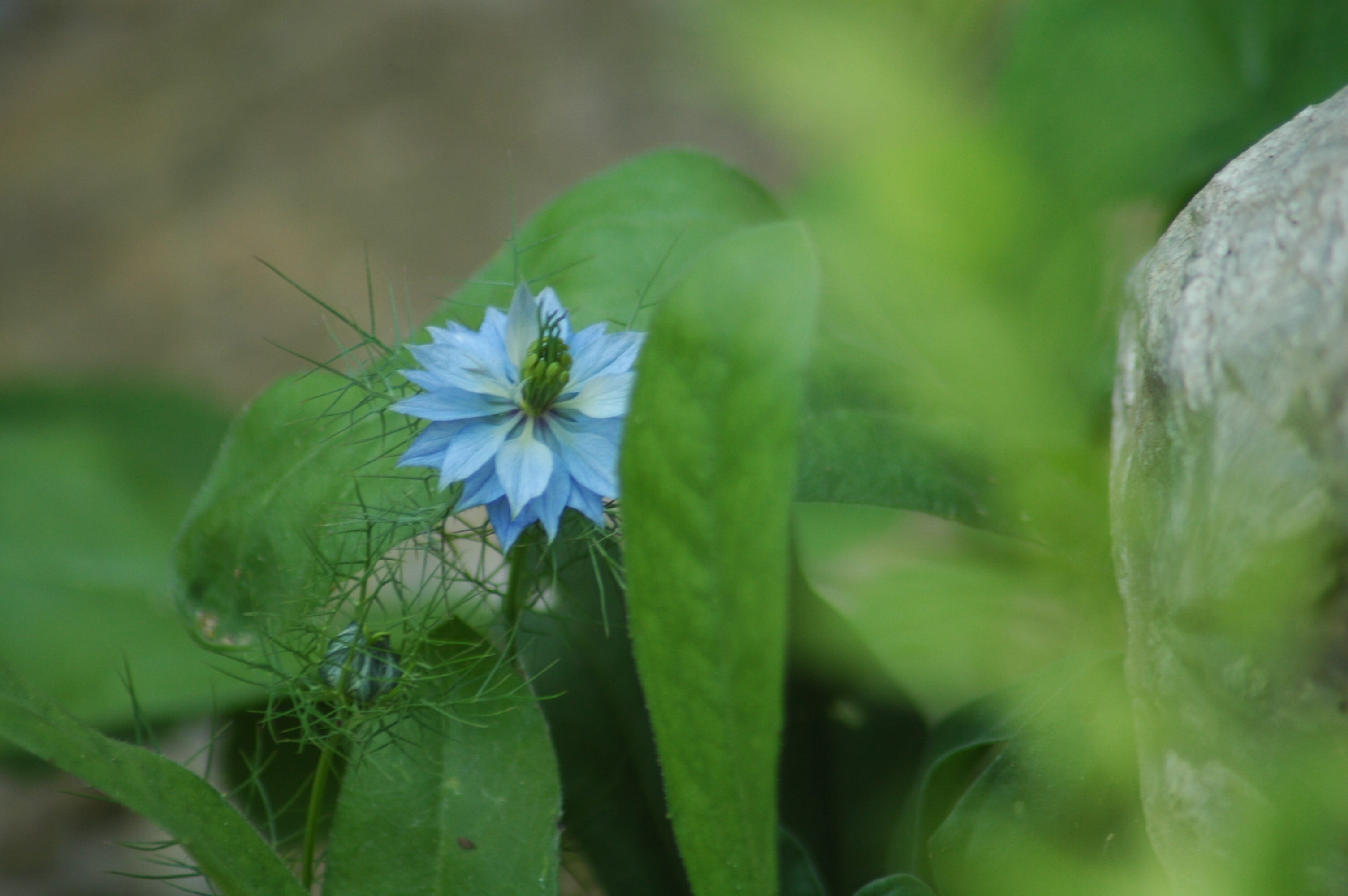 nature, vulnerability, growth, petal, flowering plant, close-up, 2K, day, selective focus, insect, flower head, no people, leaf, plant, fragility, butterfly - insect, HD Wallpaper
