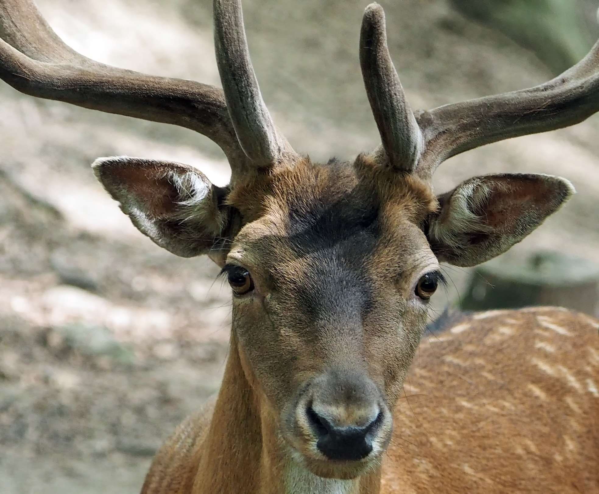 dama dama, animal body part, eyes, male, fallow deer, animal nose, brown, antler, roe deer, animal, animal head, hirsch, no people, snout, zoo, day, 1080P, HD Wallpaper