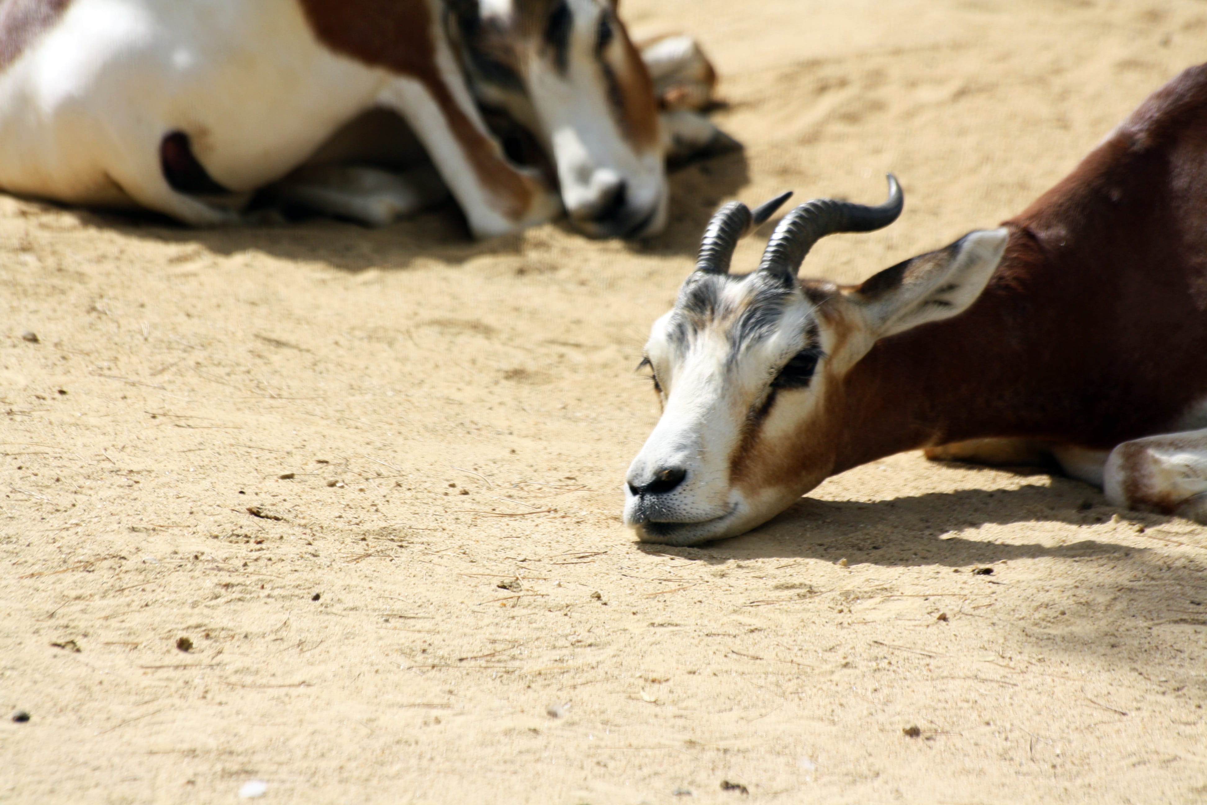 domestic animals, herbivorous, animal wildlife, no people, one animal, Dama Gazelle, pets, mammal, Animals, domestic, 4K, relaxation, cattle, day, cow, HD Wallpaper