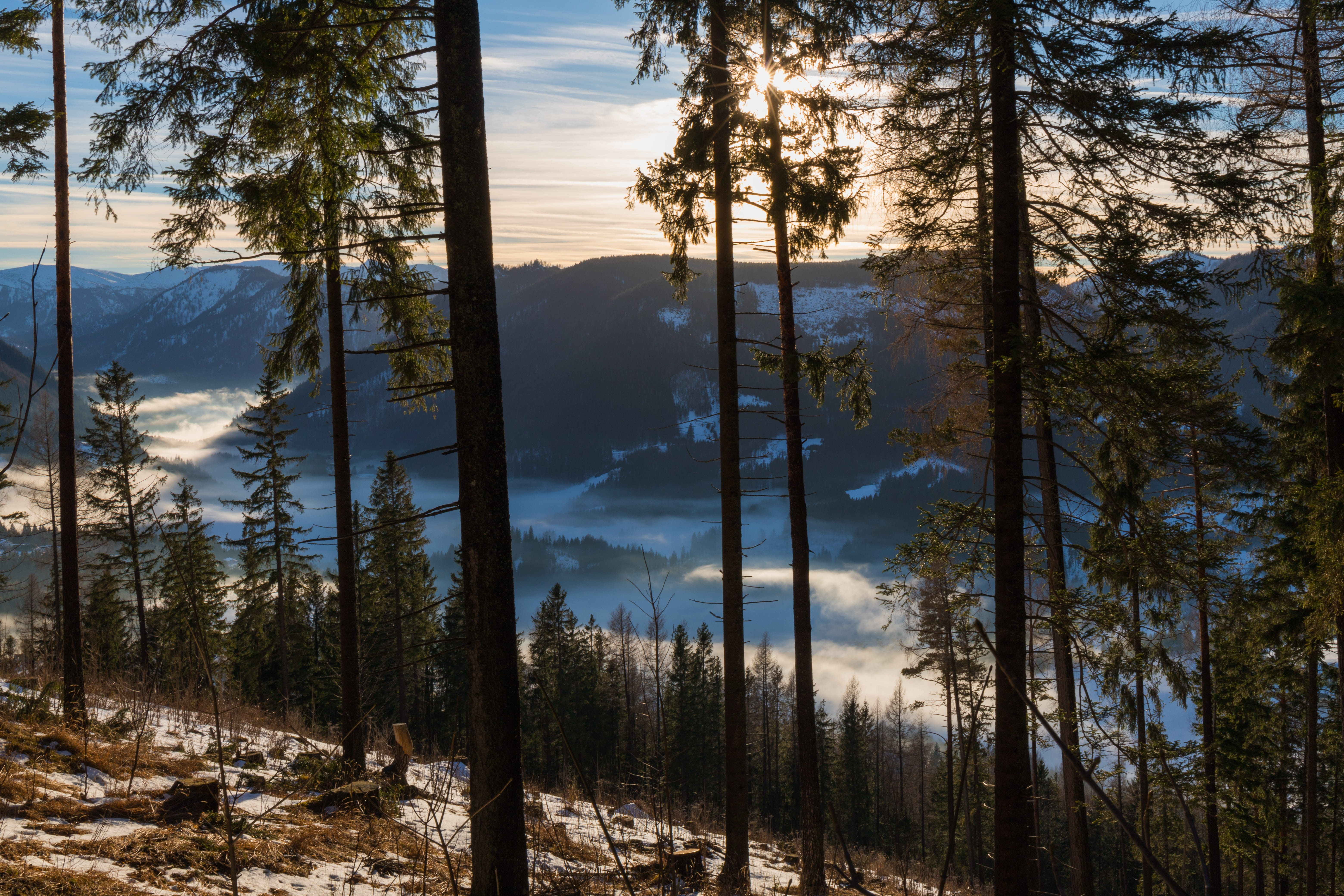 nature, pine woodland, forest, outdoors, wood, tree, winter landscape, sky, winter, coniferous tree, dawn, pine, woodland, mountain, tree trunk, growth, HD Wallpaper