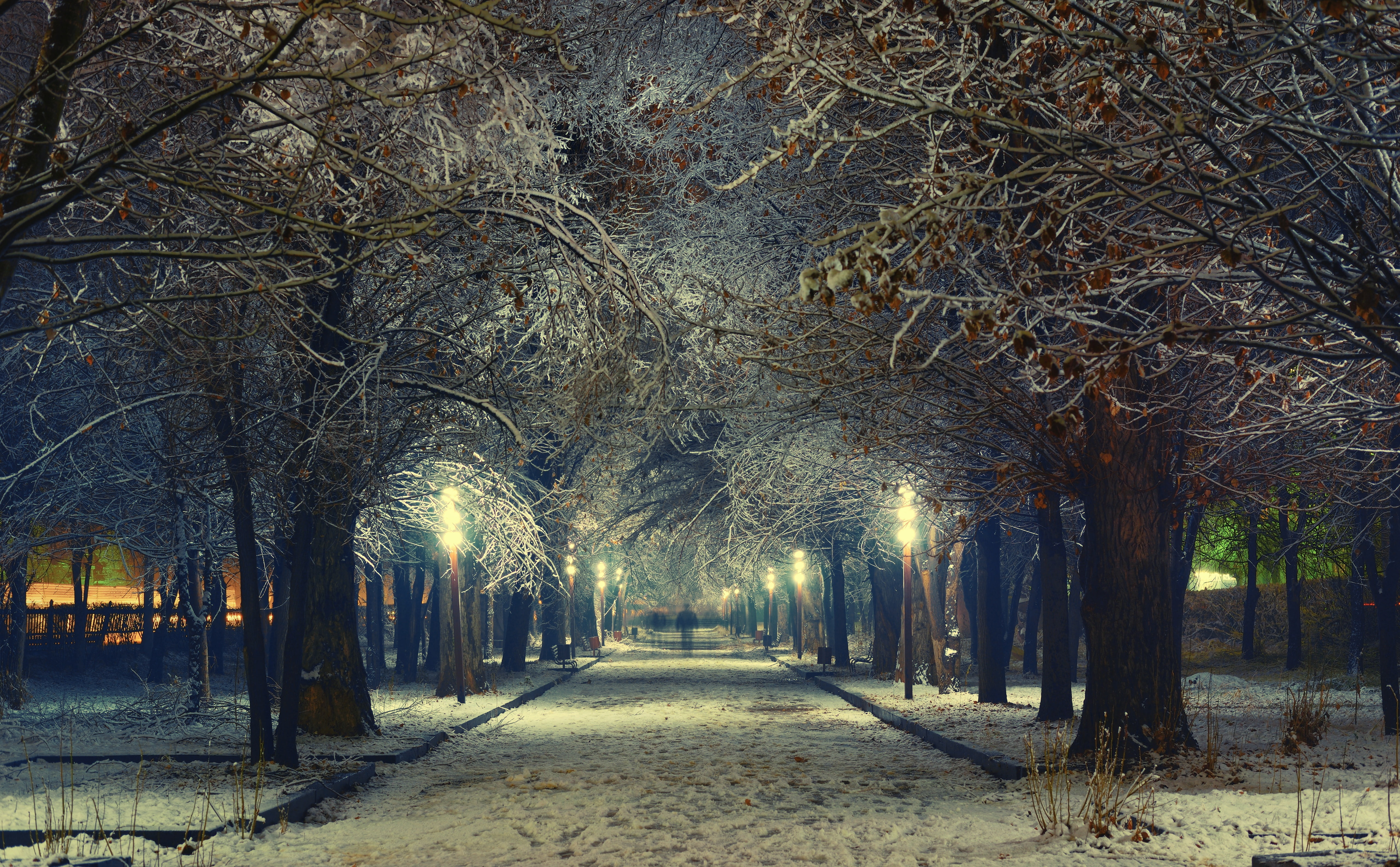 5K, footpath, beauty in nature, cold temperature, Ghosts, Winter, Cold, illuminated, brown, Night, plant, direction, nature, Snow, Trees, no people, tree trunk, HD Wallpaper