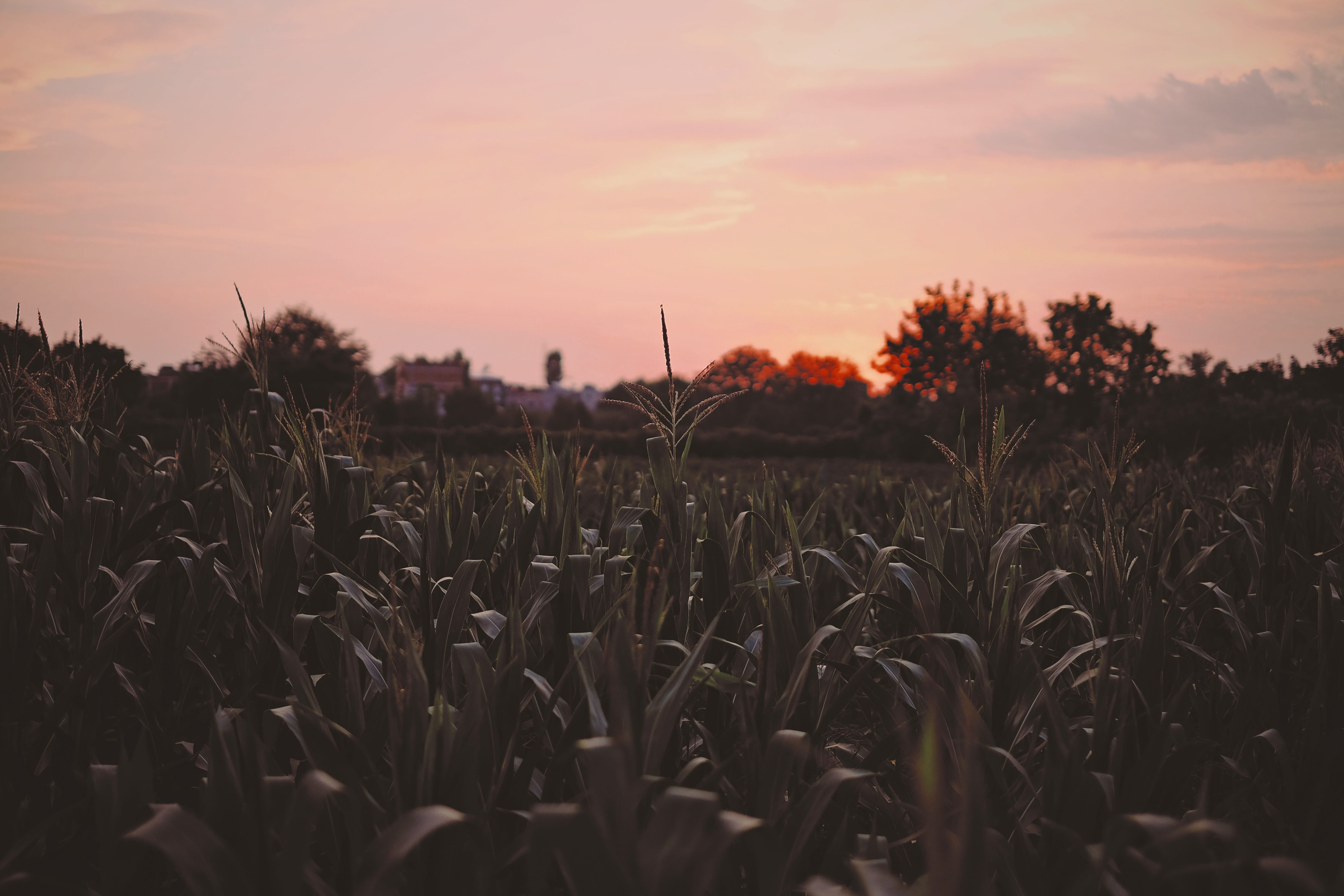 growth, beauty in nature, farm, corn, plantation, agriculture, dawn, scenics - nature, grass, cloud - sky, rural scene, daytime, tranquil scene, nightfall, HD Wallpaper