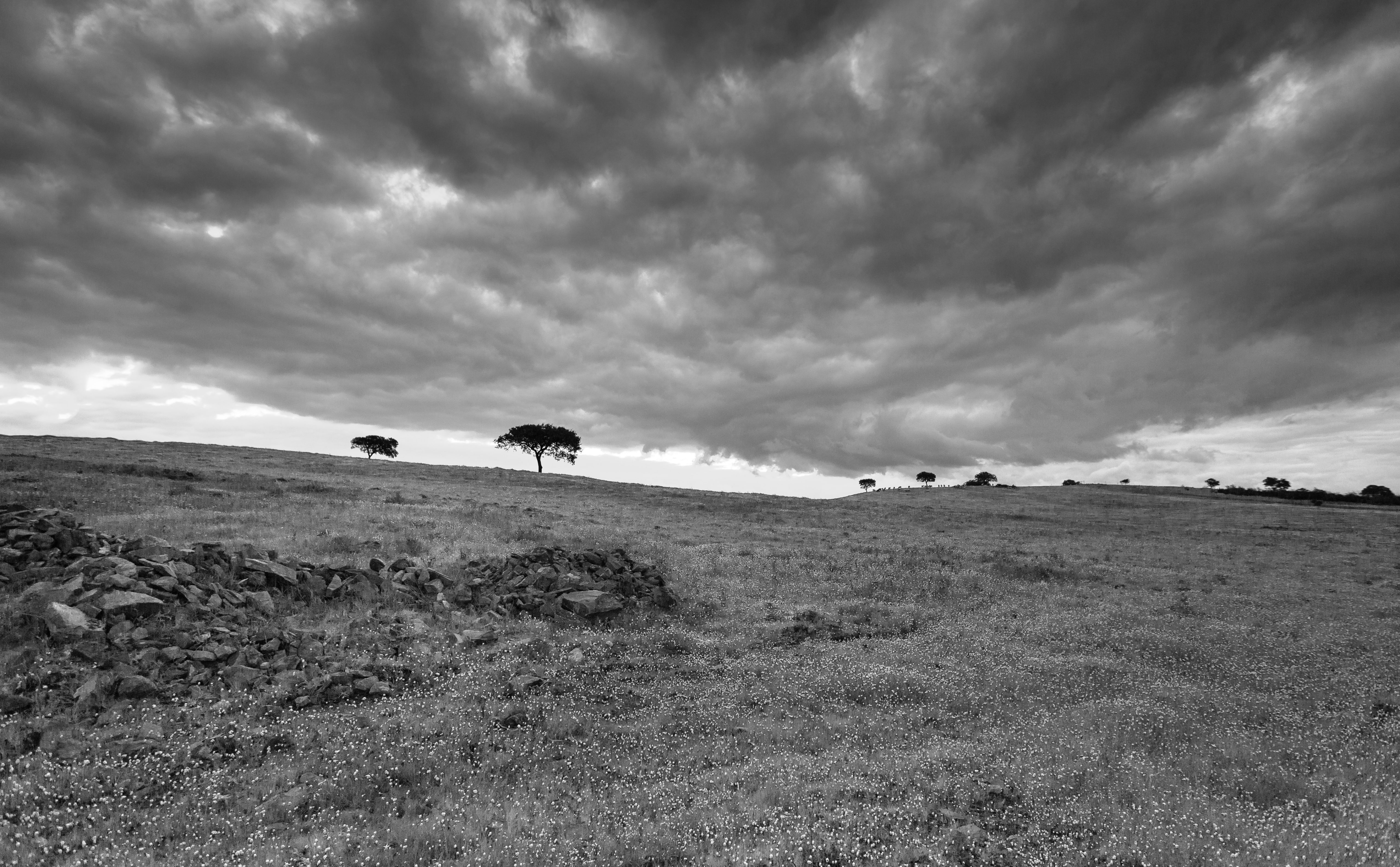 blackwhite, canoneos5dmarkiii, beja, Alentejo, canonef1635mmliiusm, Clouds, Scenery, blackandwhite, Prairie, 5K, Nature, black, Portugal, Cloud, Pasture, HD Wallpaper