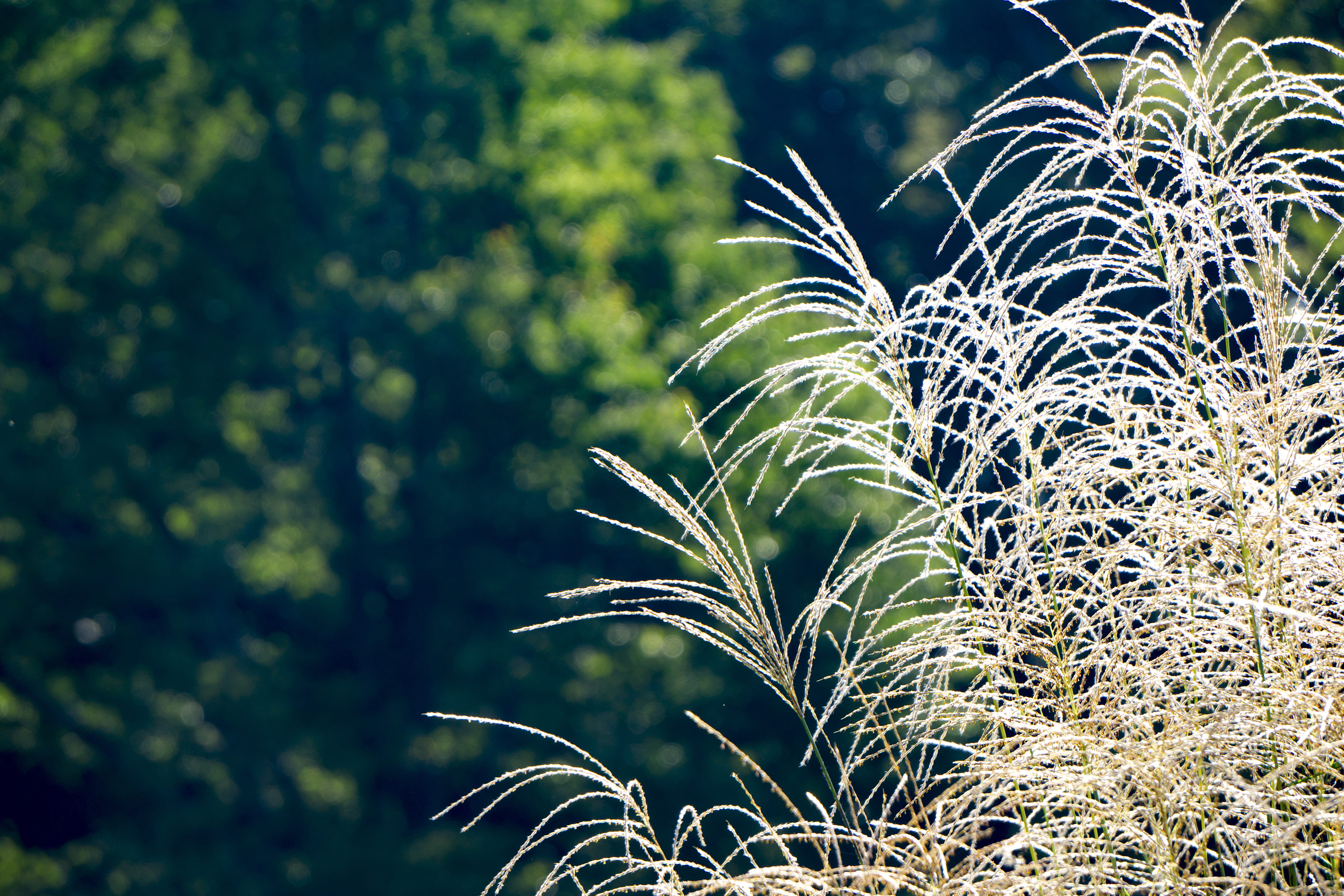 beauty in nature, susukino, tranquility, nature, sunlight, plant part, outdoors, natural, low angle view, 5K, hotels in tokyo, autumn, weed, close-up, HD Wallpaper