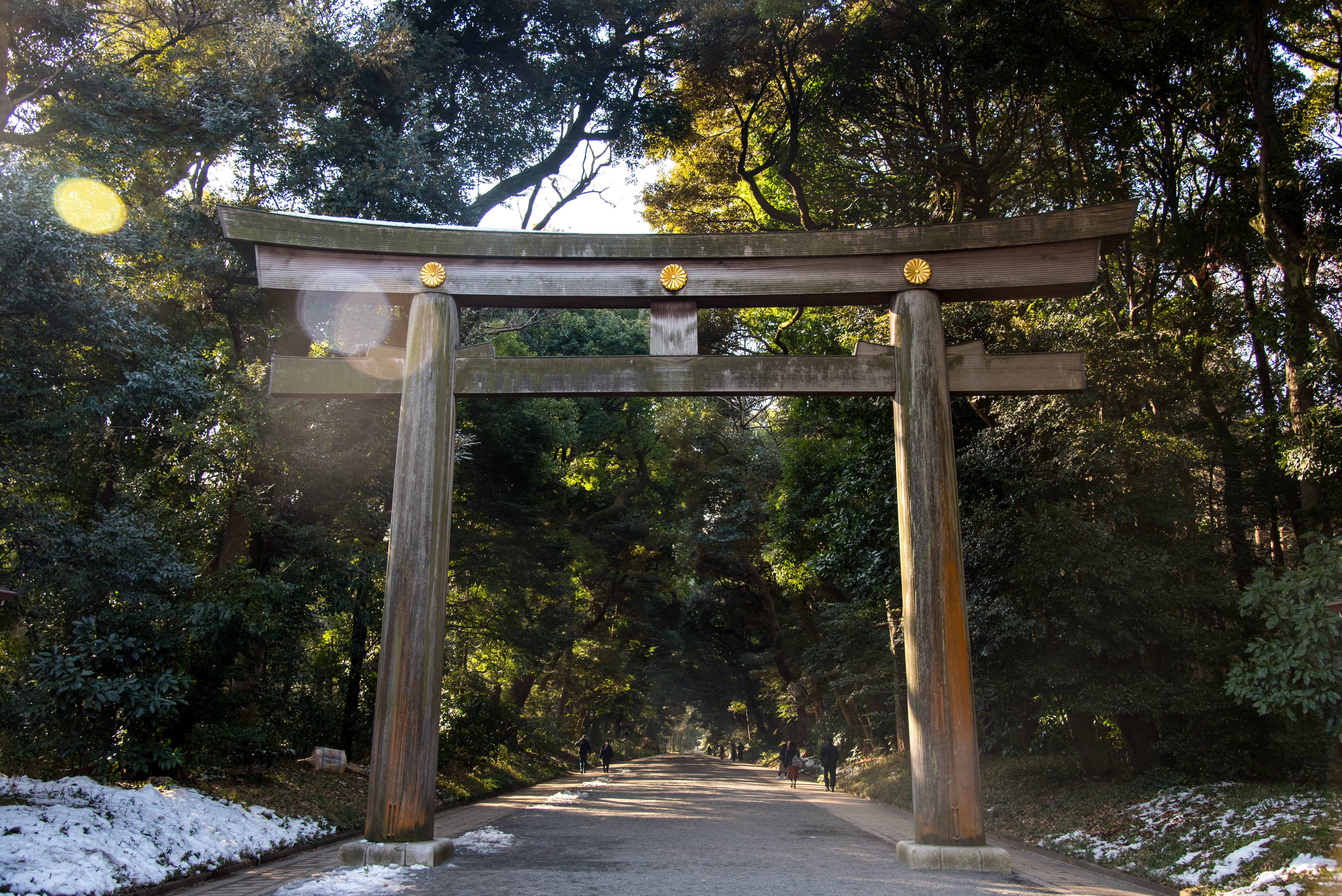 nature, day, no people, direction, transportation, japan, outdoors, architecture, beauty in nature, connection, road, 5K, plant, forest, meiji jingu, sunlight, HD Wallpaper