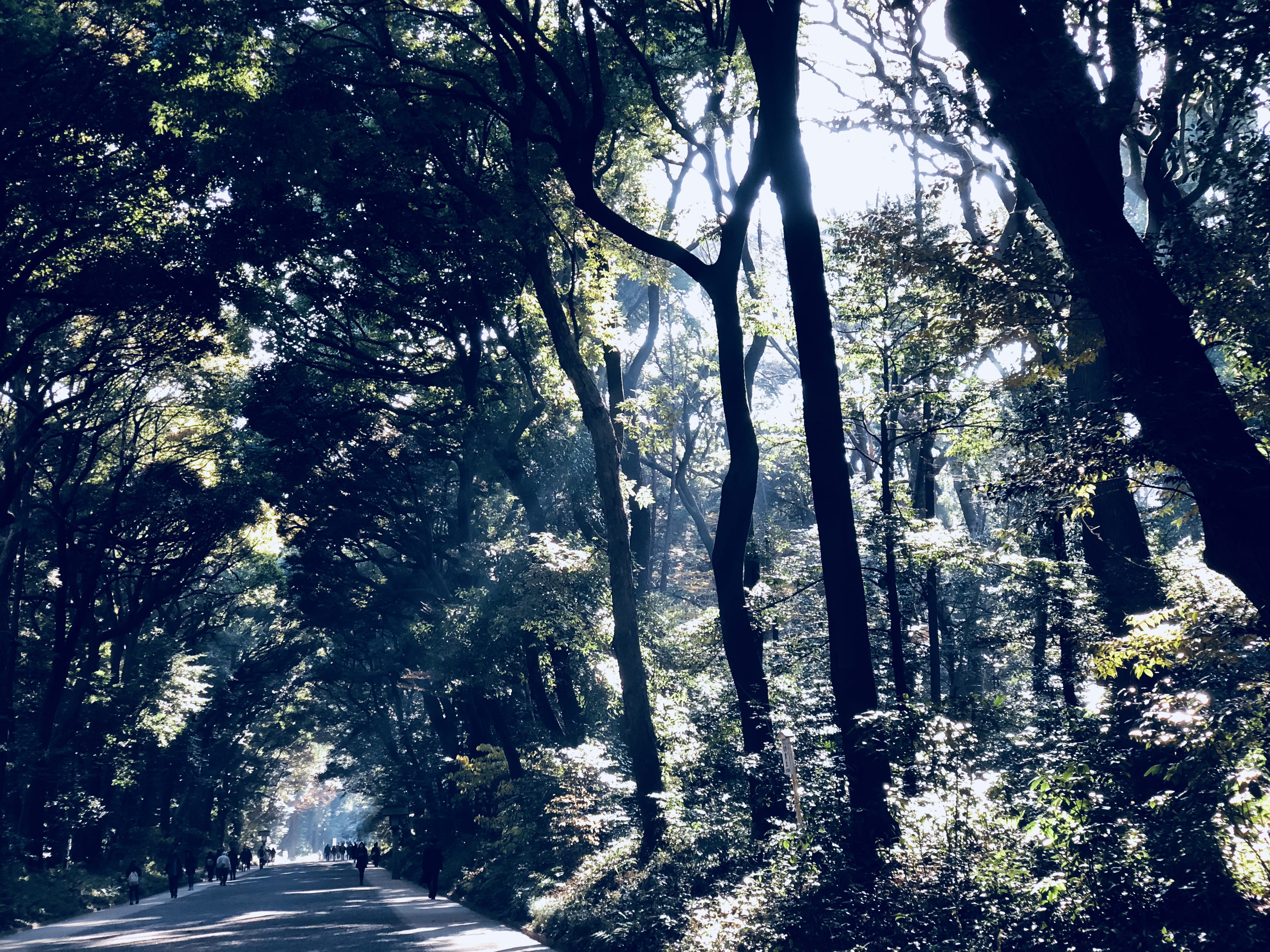 land, sunlight, direction, yoyogi park, woodland, tranquility, forest, trunk, no people, 4K, tree, the way forward, outdoors, scenics - nature, transportation, HD Wallpaper