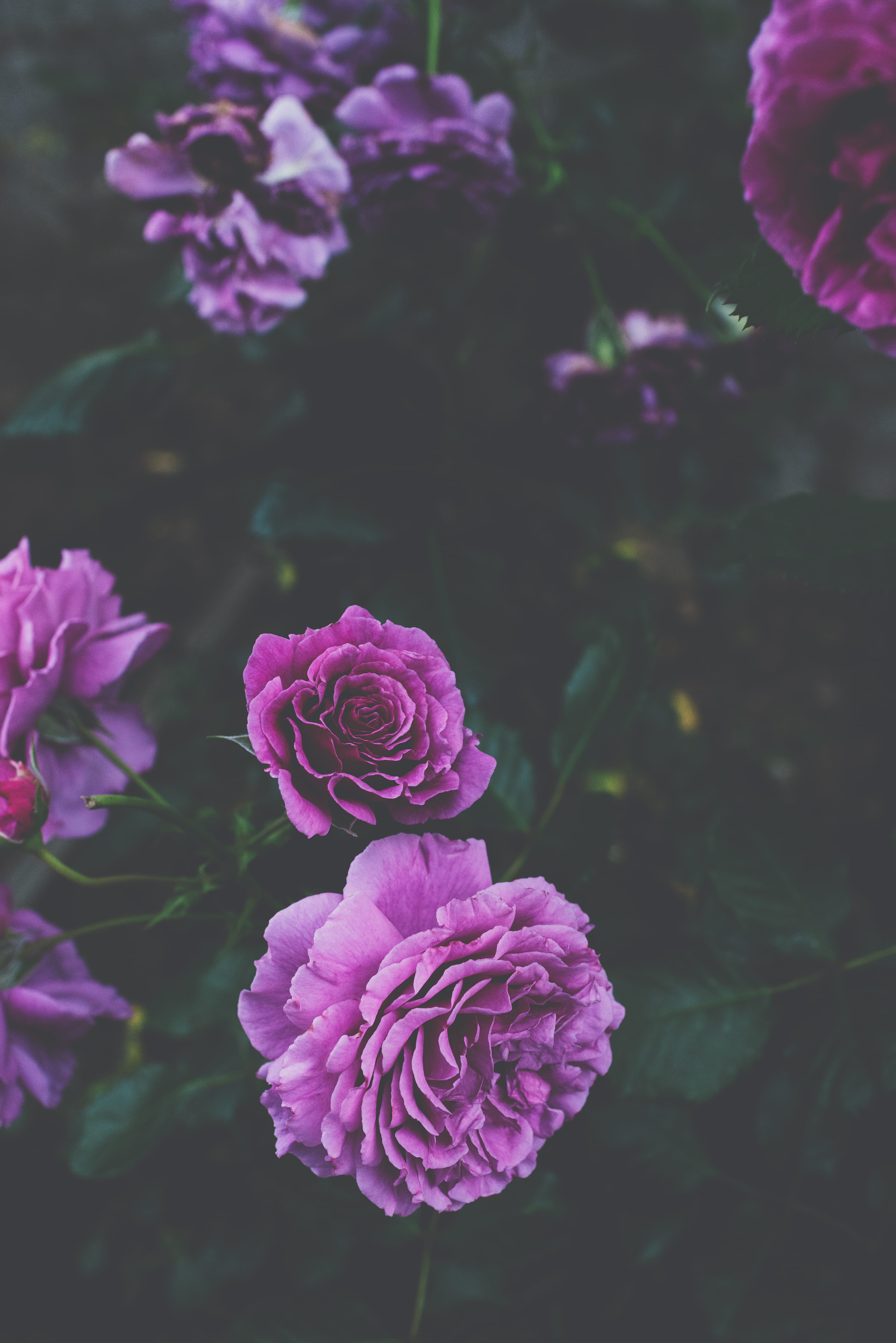 japan, 5K, blossom, leaf, close-up, lilac, flower head, day, shibuya-ku, flower, freshness, people, flora, growth, geranium, rose - flower, outdoors, beauty in nature, Phone HD Wallpaper