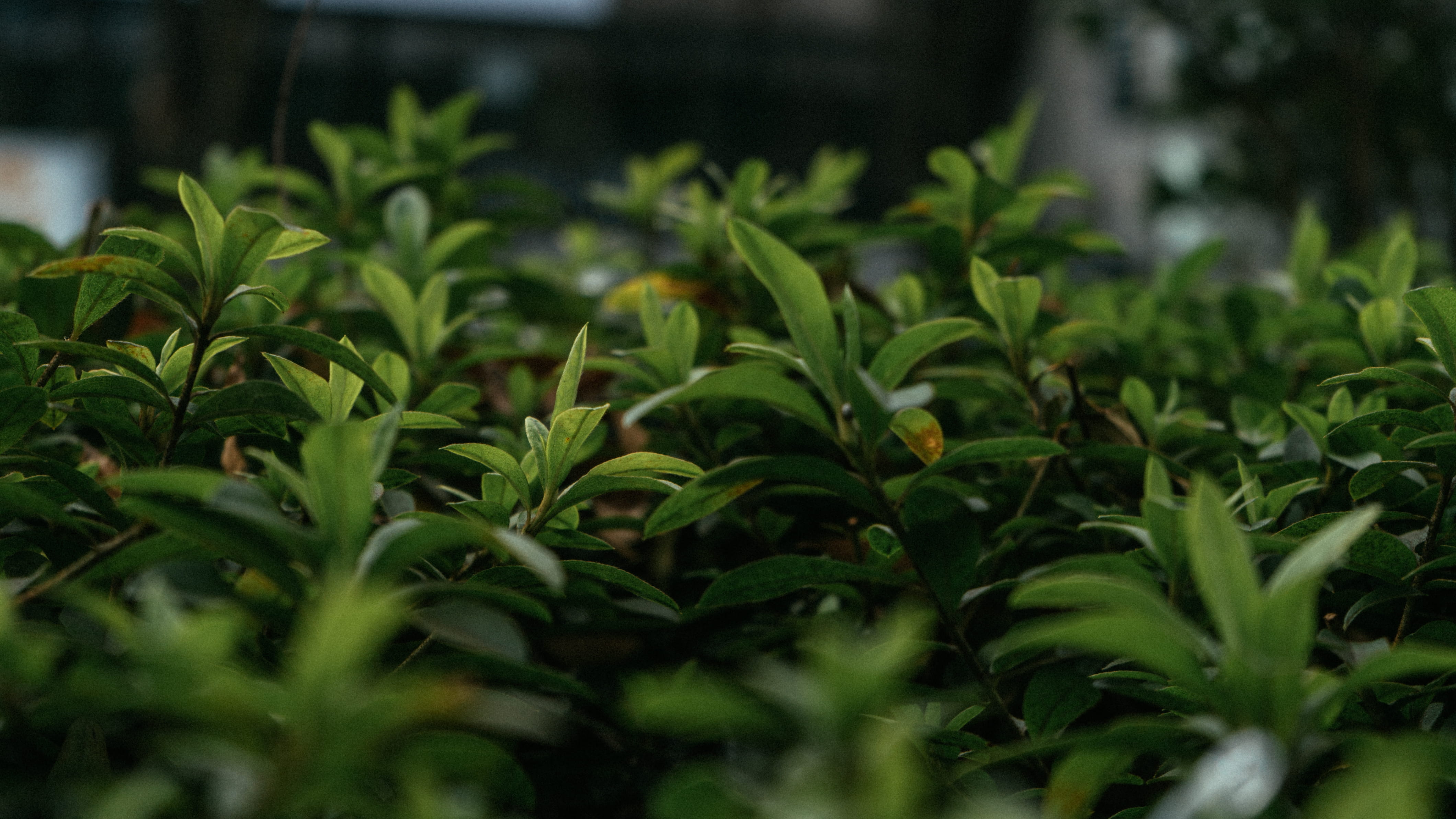 nature, selective focus, japan, freshness, environment, agriculture, scenery, leaves, plants, landscape, land, 4K, plant, outdoors, shibuya-ku, no people, HD Wallpaper