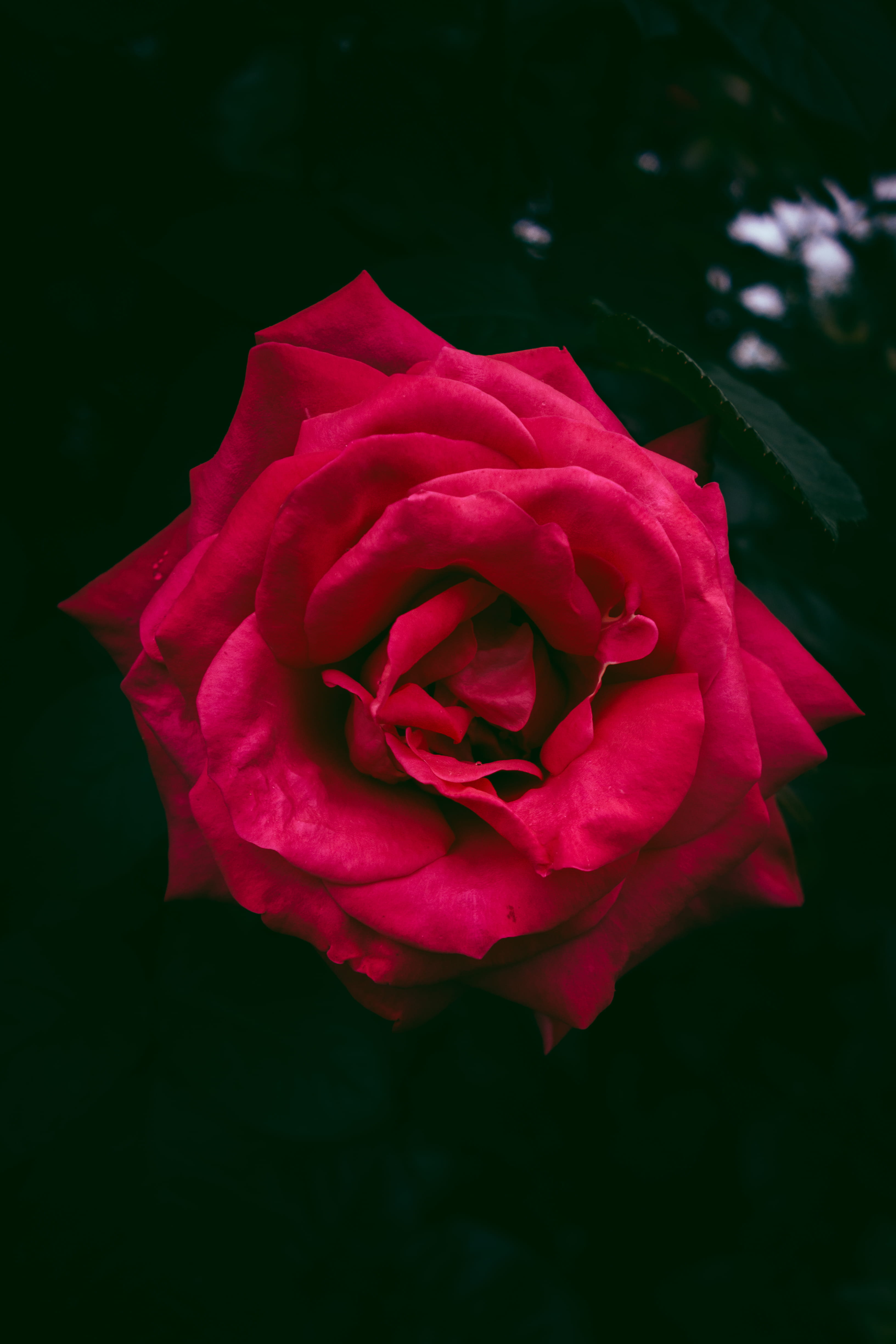 red, flowering plant, fragility, 4K, freshness, growth, petal, nature, vulnerability, sangubashi park, beauty in nature, no people, inflorescence, Phone HD Wallpaper