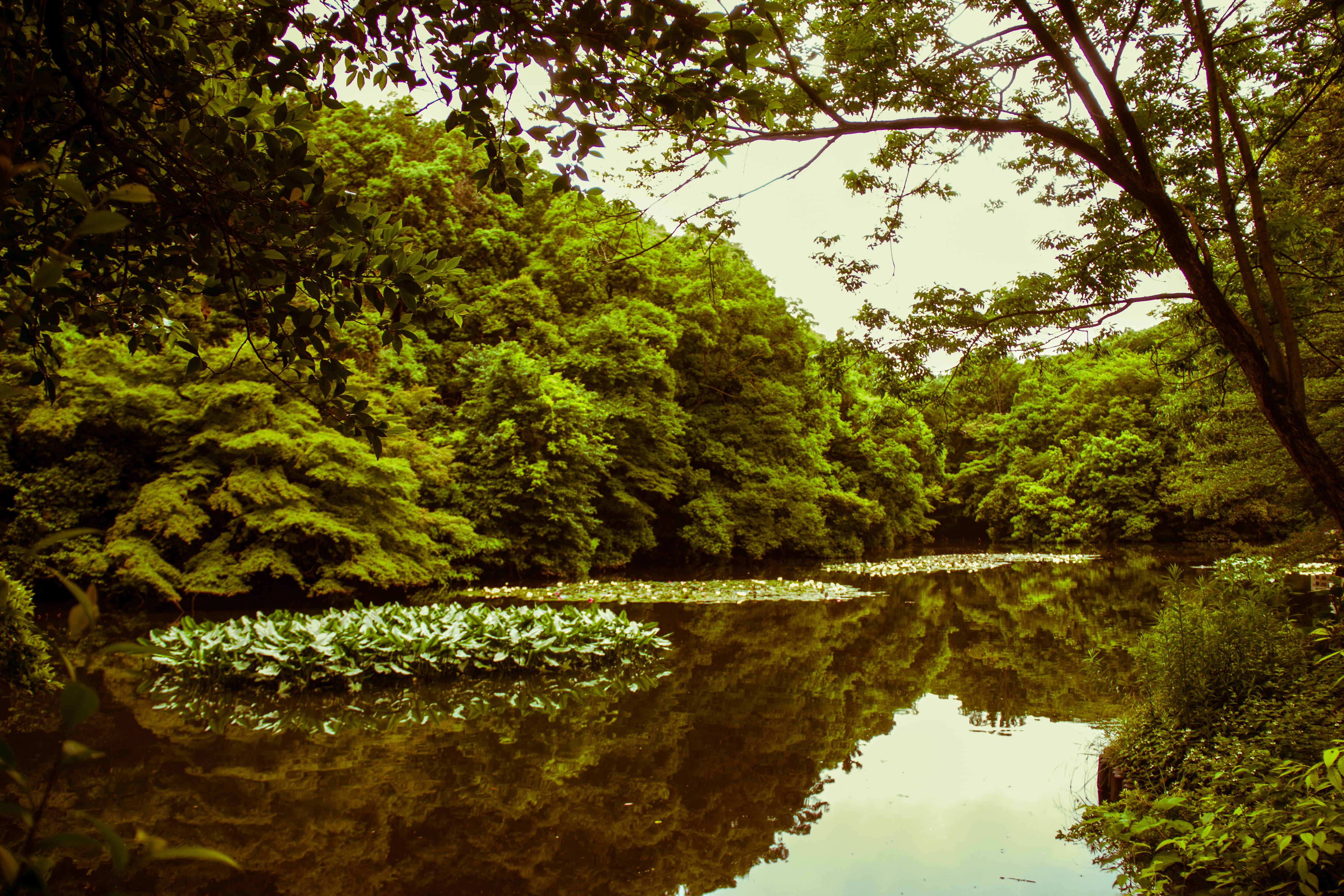 forest, meiji jingu, trees, nature, waterfront, beauty in nature, lush foliage, reflection, tranquility, shibuya-ku, foliage, outdoors, day, lake, growth, HD Wallpaper