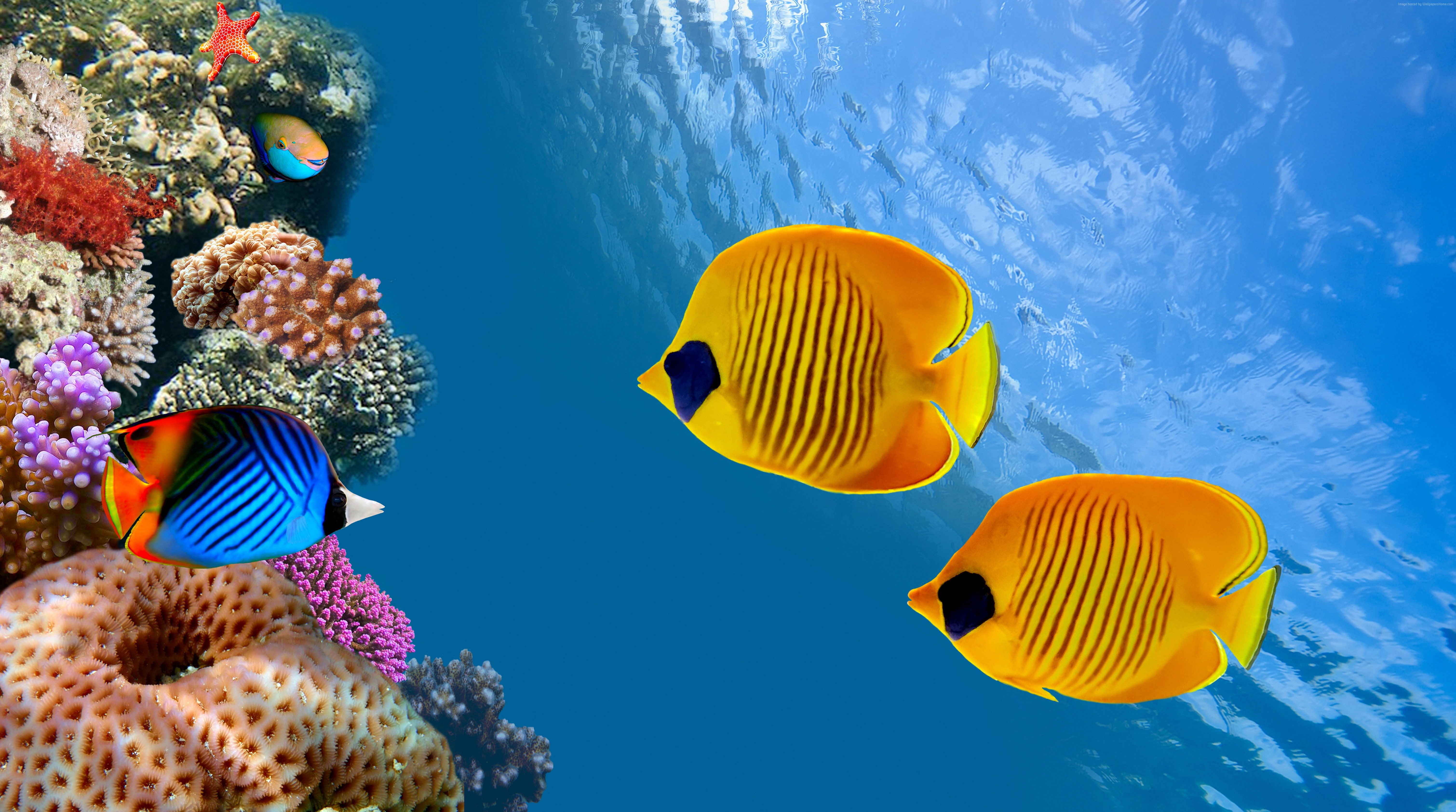 diving, Magnetic Island, Worlds best diving sites, australia, tourism, Cocos Island, Costa Rica, Ambergris Caye, fish, 5K, ultra 8k pics, HD Wallpaper