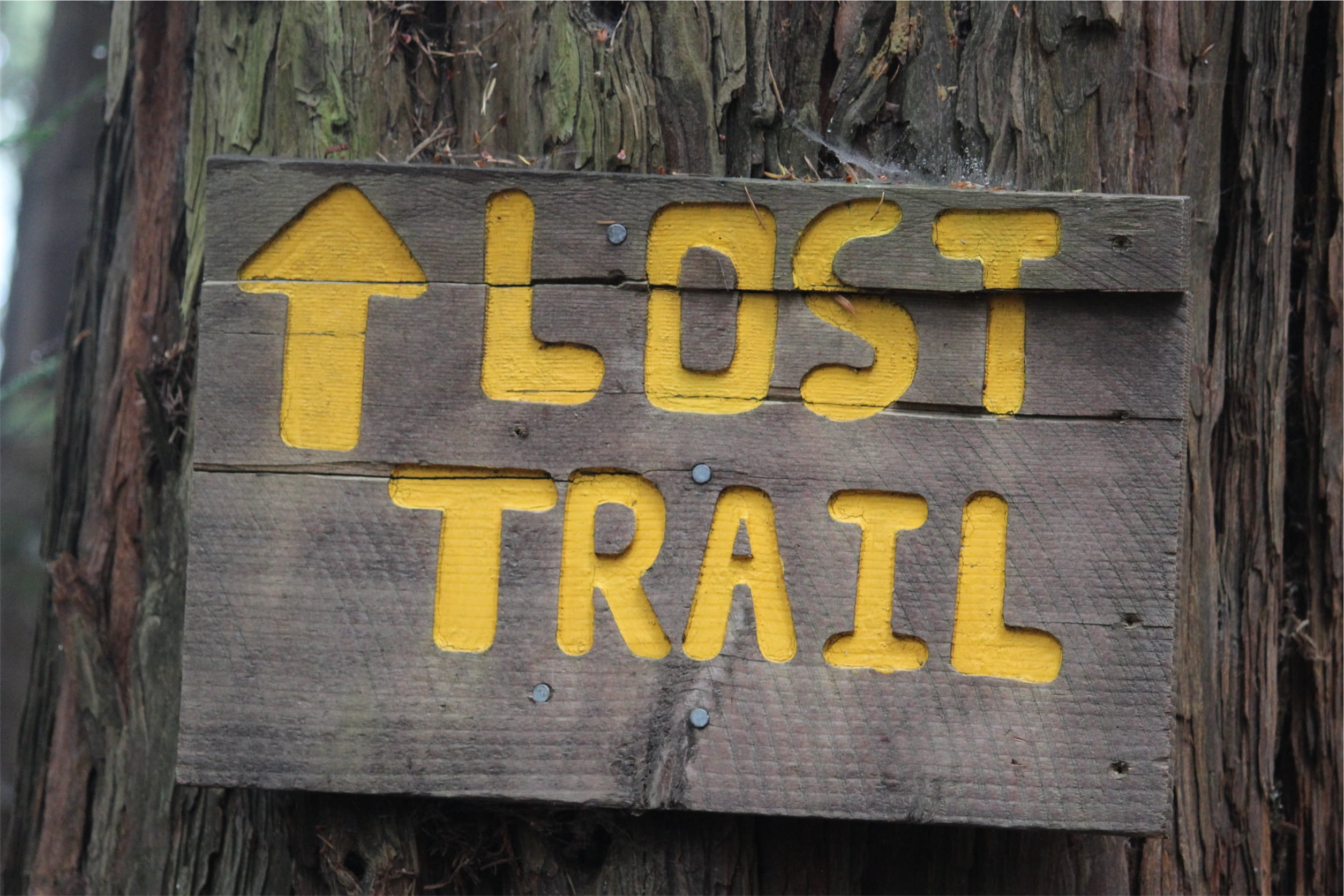 trunk, non-western script, script, yellow, capital letter, western script, 1080P, tree, wooden, information sign, message, outdoors, lost, trail, tree trunk, HD Wallpaper