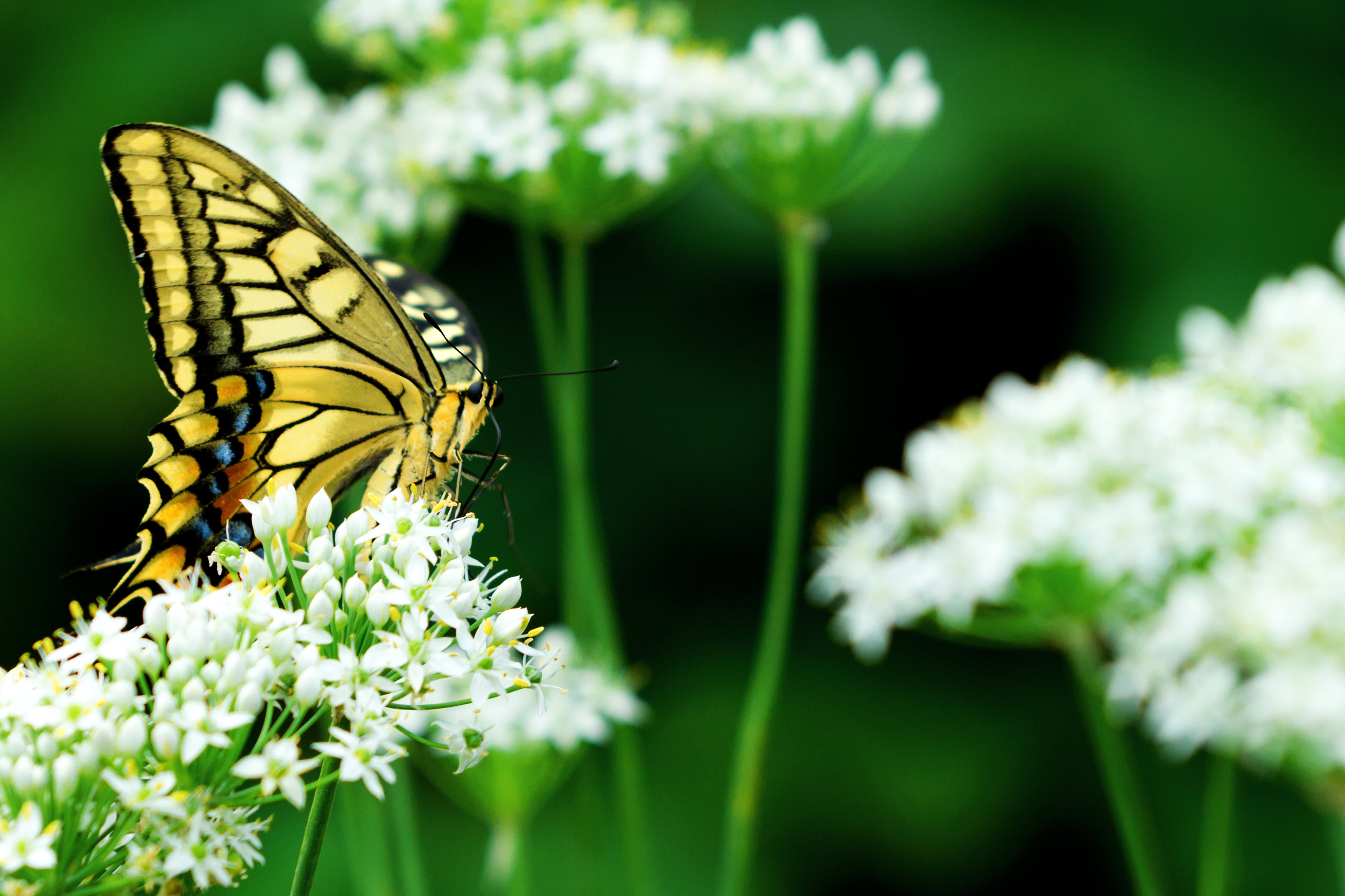 Female, Japan, Macro, close-up, CLUB, Garlic, White, swallowtail, photo, Leek, Bokeh, Butterfly, Field, Bug, beauty In Nature, Insect, SIGMA, Outdoor, 2K, HD Wallpaper