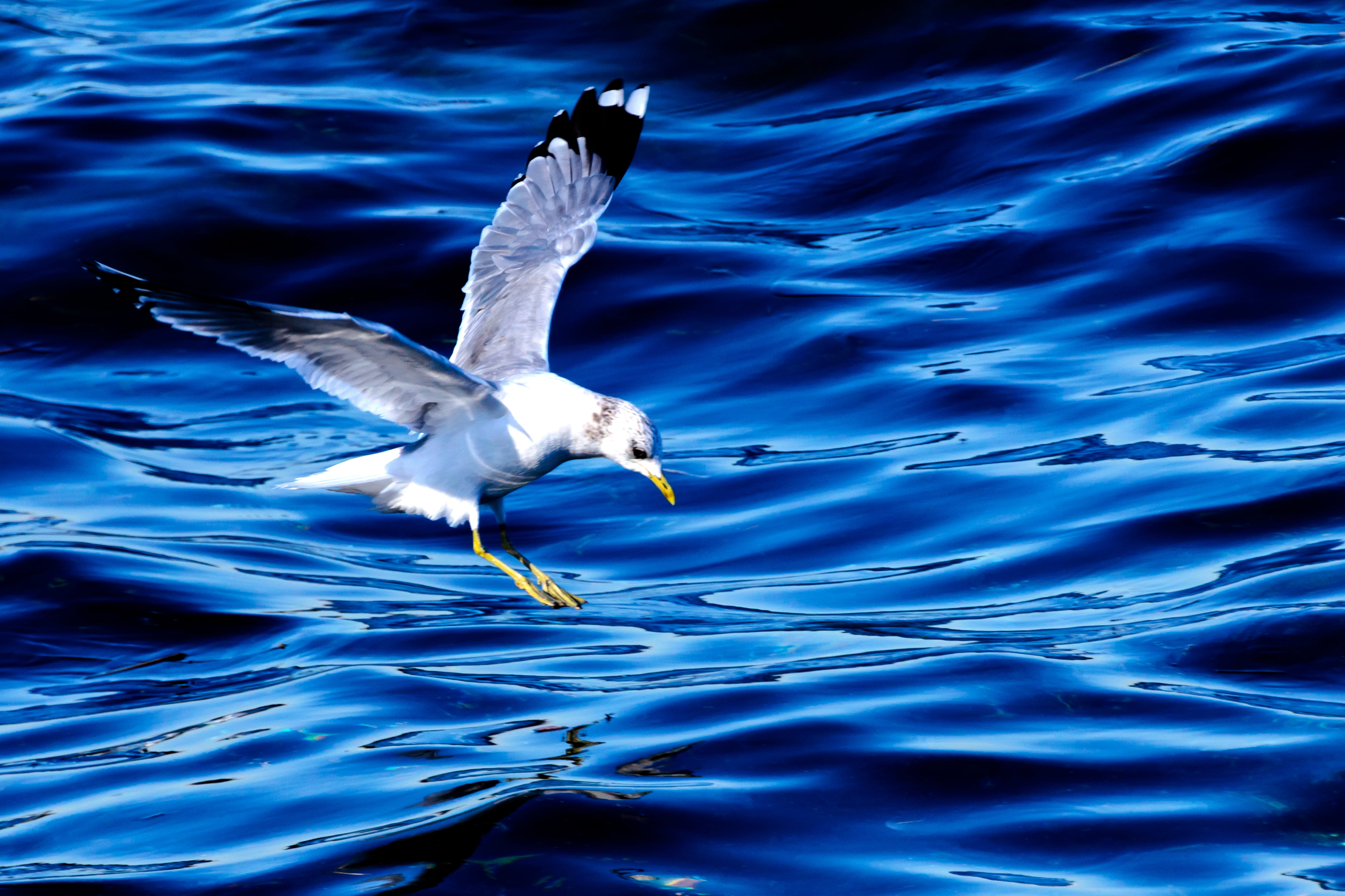 4K, Winter, water, Yokohama Port, Street, USD, Fly, City, Nikon  D7000, VC, SP 70, Creature, Animal, Japan, nature, body, wildlife, Seagull, wildlife photography, HD Wallpaper