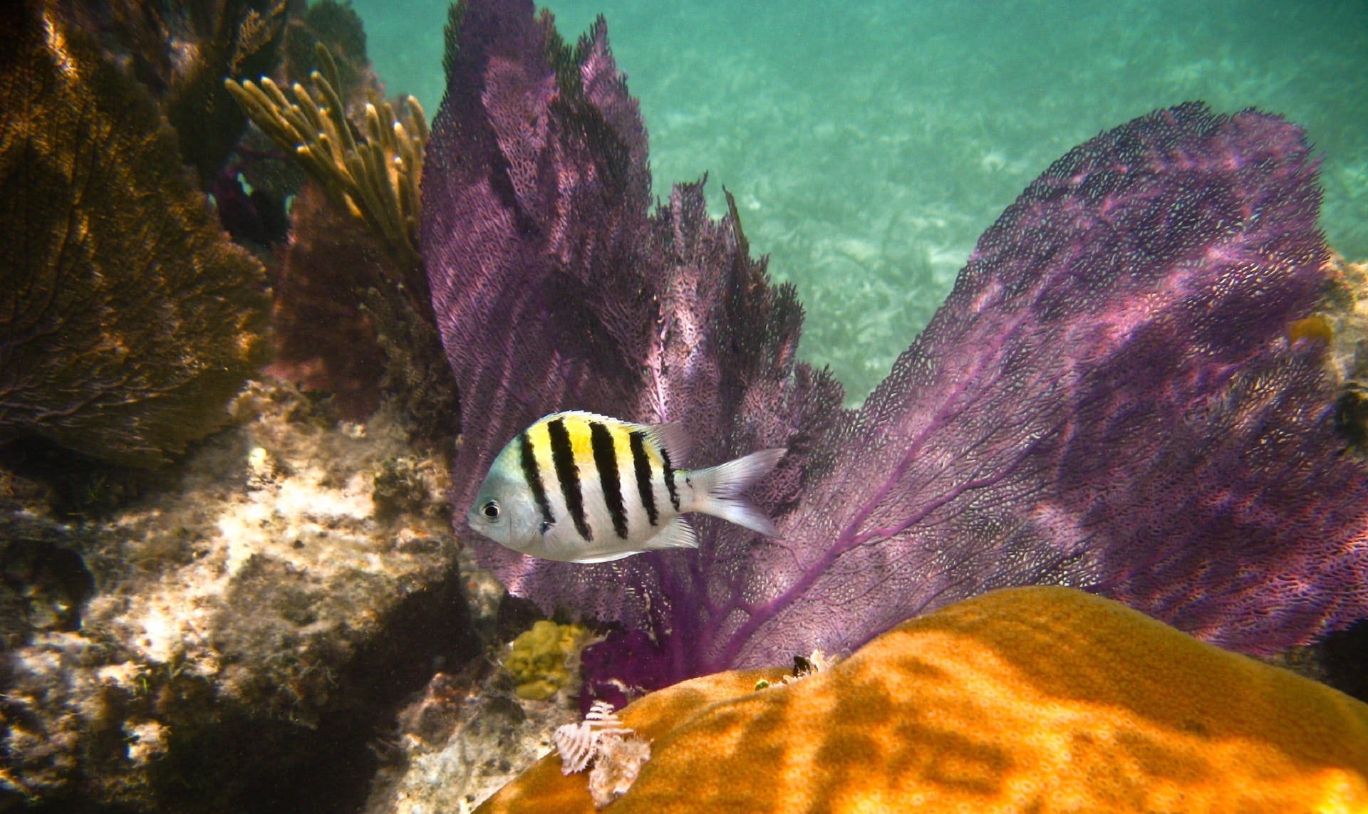 sergeant major, white, caribbean, no people, near, tropical Climate, 1080P, sea, animals in the wild, beauty in nature, dive, ocean, sea Life, nature, HD Wallpaper