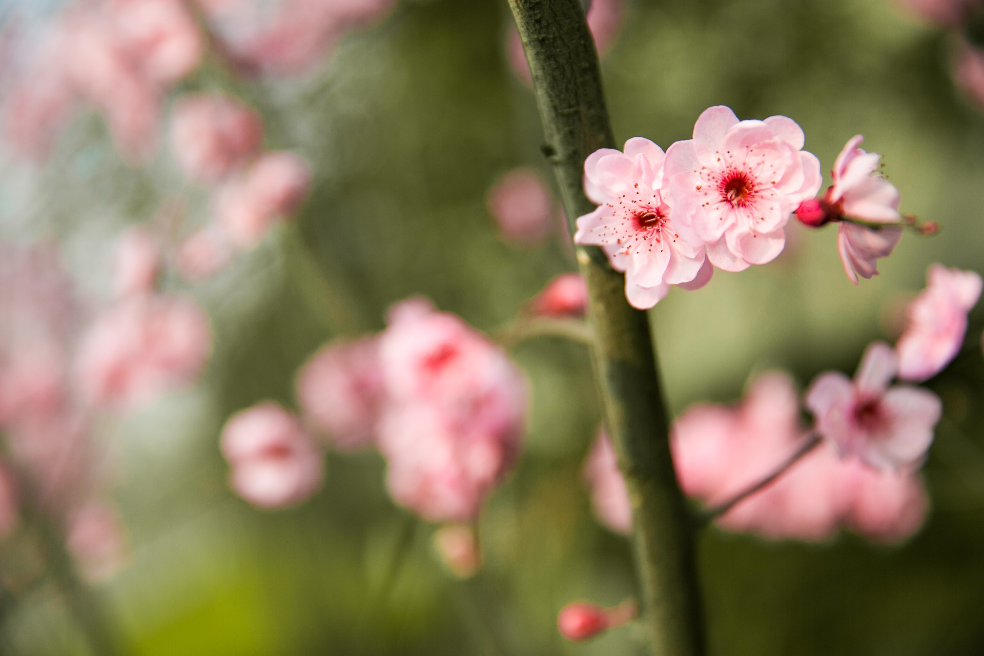 close-up, no people, beauty in nature, springtime, cherry tree, flower, flowering plant, outdoors, flower head, 1080P, spring, growth, chongqing, rose, HD Wallpaper