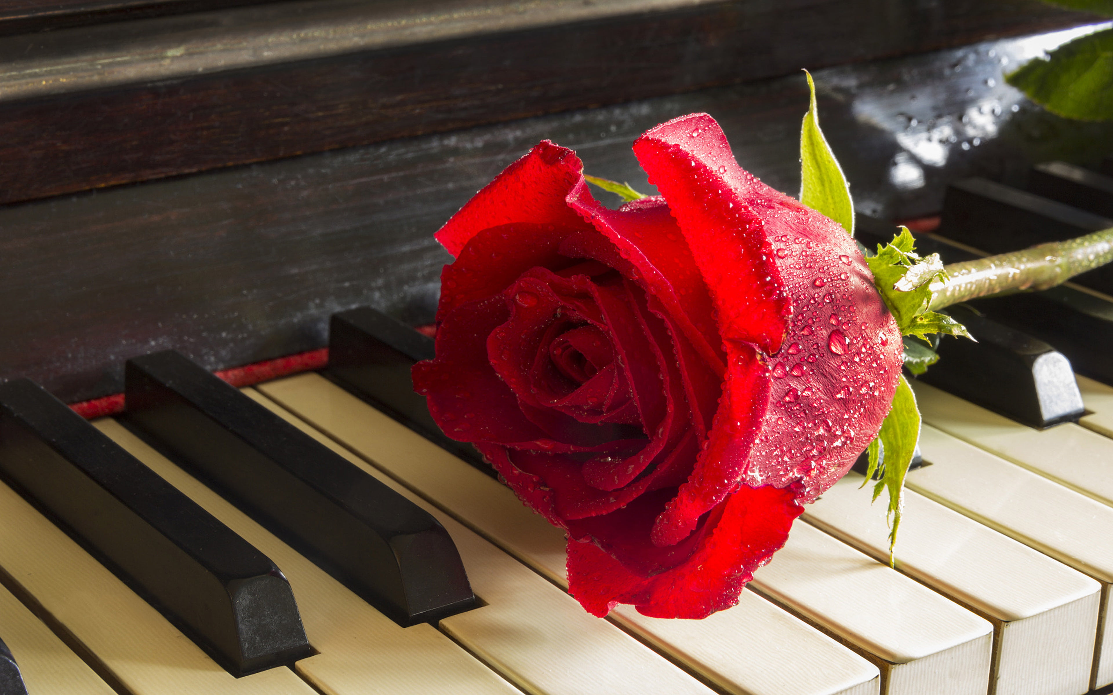 freshness, meditation, fragility, flower, rose - flower, music, mobile, rose, inflorescence, plant, beauty in nature, high angle view, no people, HD Wallpaper