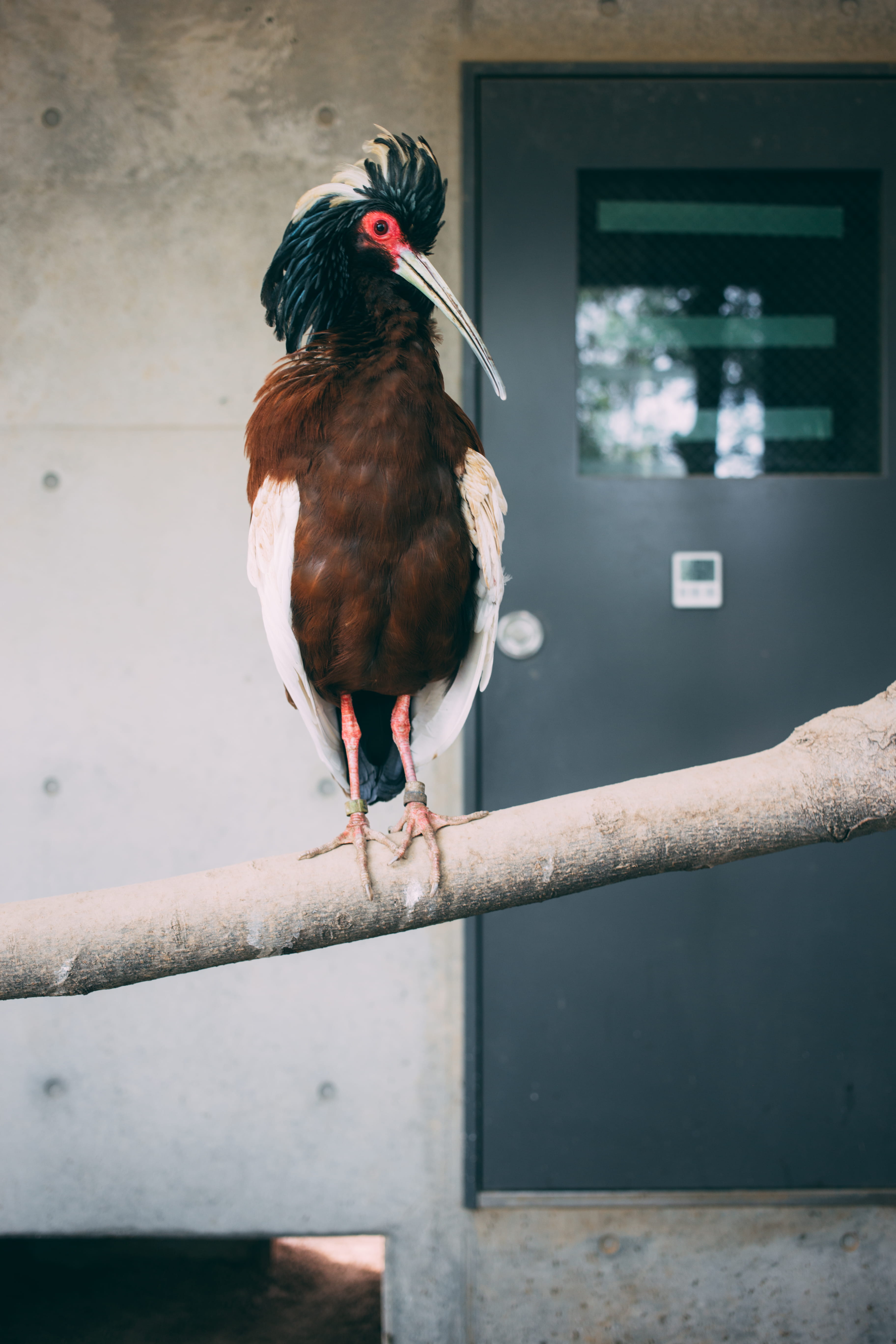 railing, wall - building feature, perching, close-up, people, architecture, pets, one animal, zoo, day, animal wildlife, bird, built structure, domestic, Phone HD Wallpaper