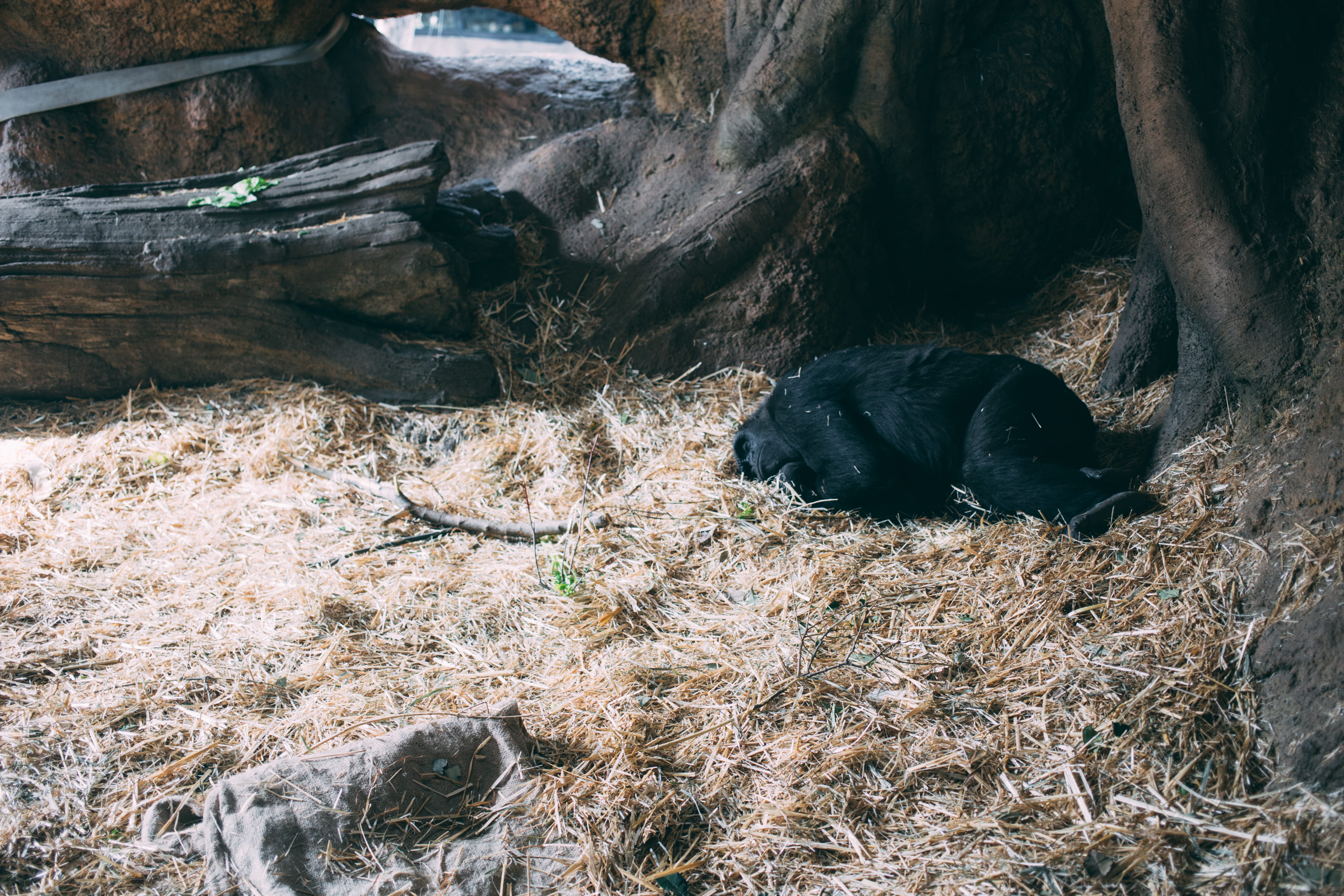 domestic animals, relaxation, nature, ueno zoo, 5K, domestic, plant, nap, no people, canine, monkey, animals in the wild, gorilla, day, zoo, land, high angle view, HD Wallpaper