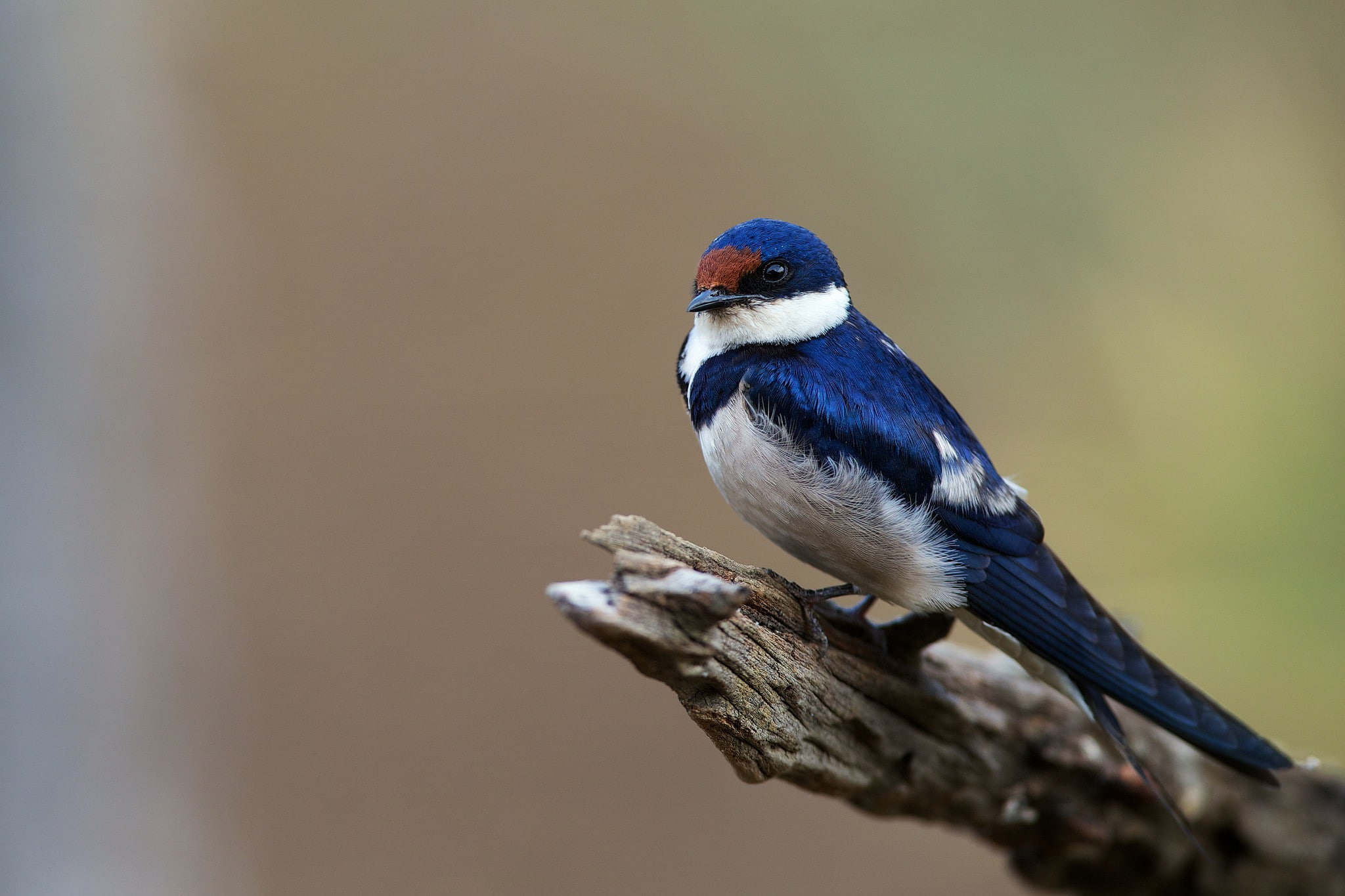 swallow, females, blue, white, black, 1080P, Bird, HD Wallpaper
