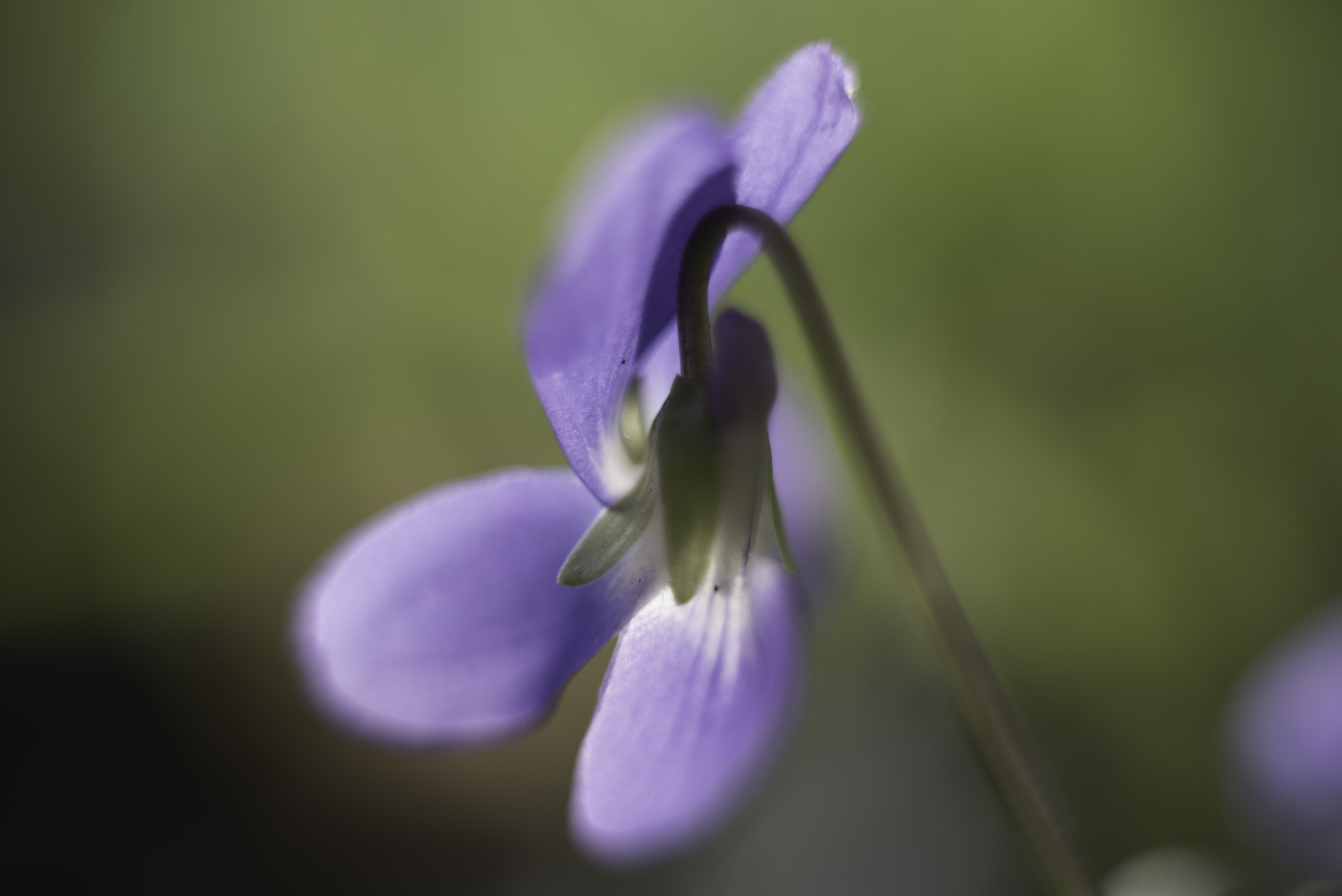 petal, plant, purple, swallow, flower, nikon  D750, photography, nikkor, nature, flower Head, purple flower, closeup, 5K, fleur, dreamy, close-up, HD Wallpaper