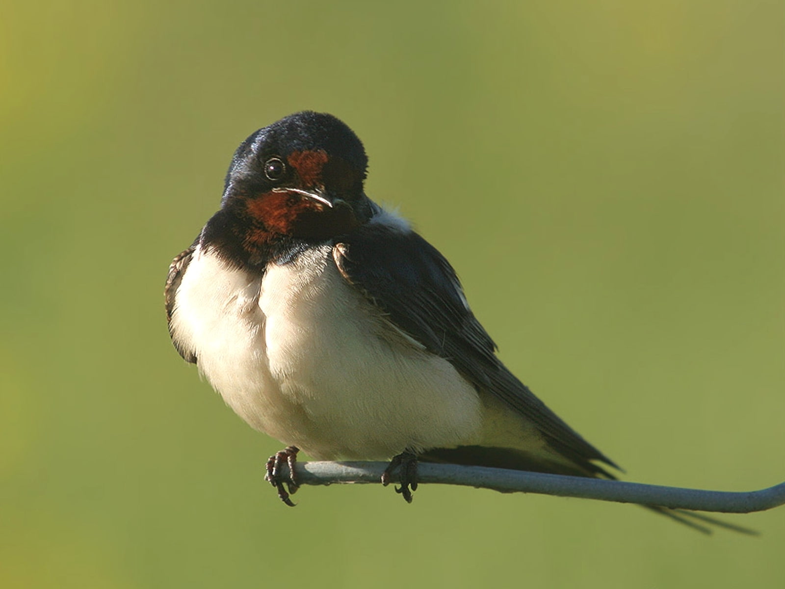 birds, hirundine, swallow, hd, 720P, barn, bird, animals, HD Wallpaper