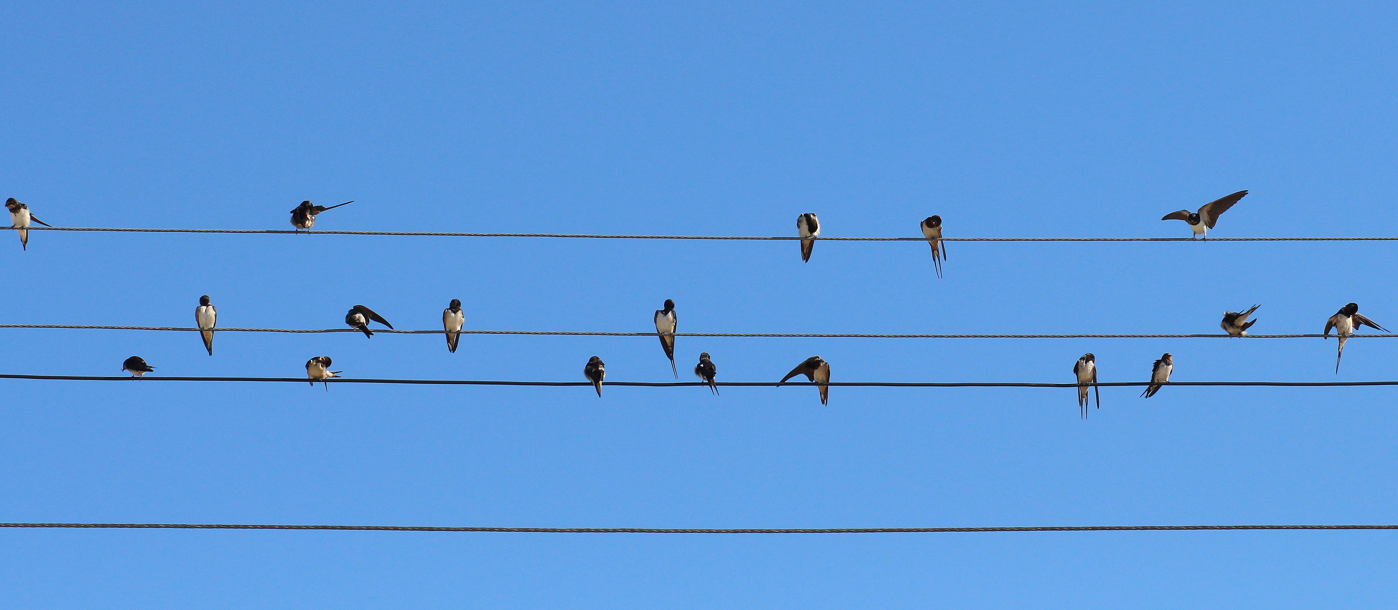 outdoors, animals in the wild, blue, vertebrate, animal themes, flock, perching, animal wildlife, perched, copy space, no people, telephone line, electricity, HD Wallpaper