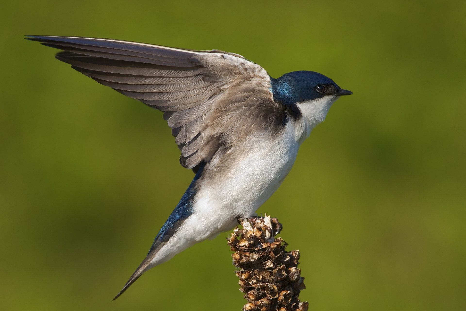 Swallow, 1080P, Spring, Birds, HD Wallpaper