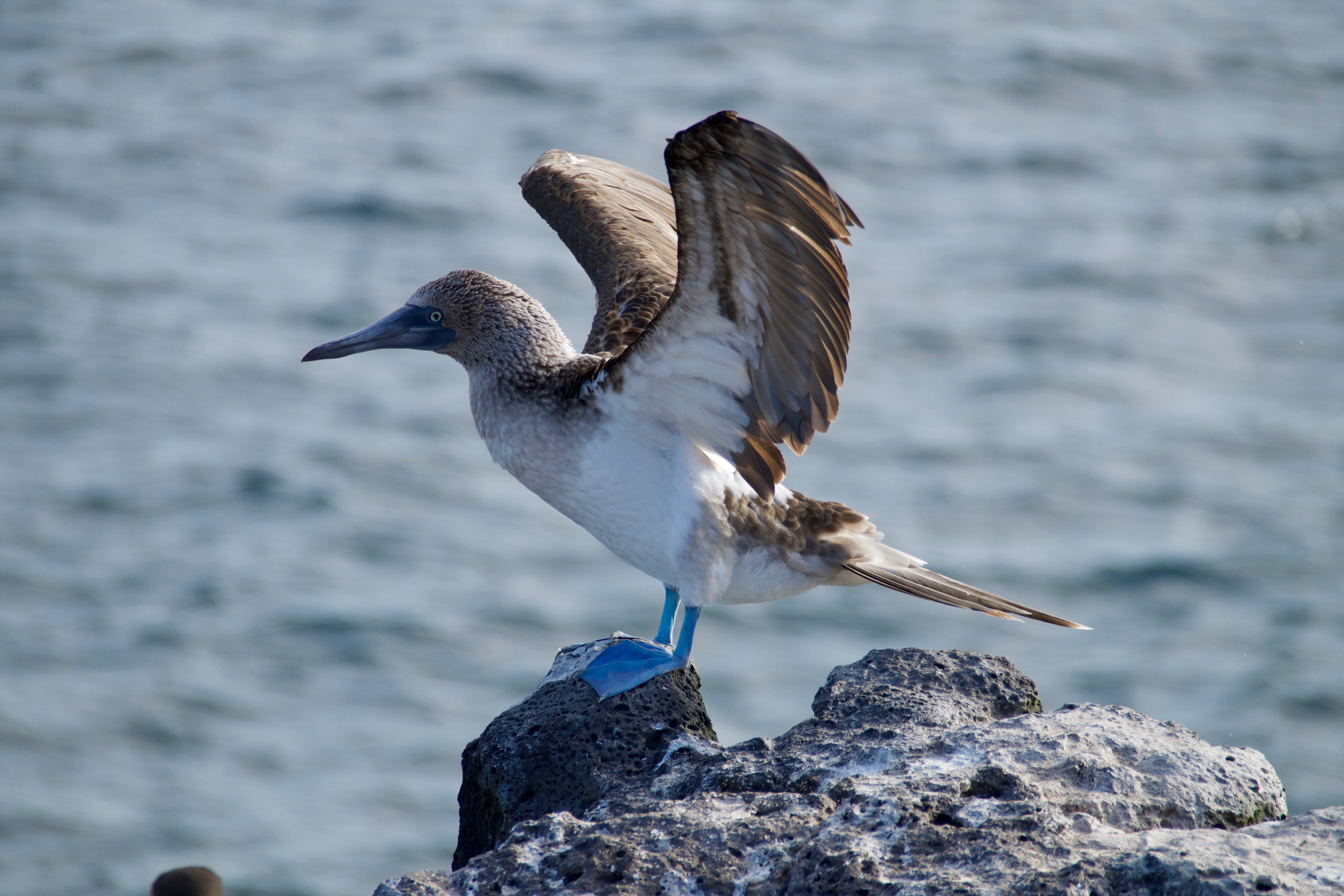 outdoors, top, standing, animal themes, animal wildlife, no people, water, sea, feather, seagull, rock - object, gray, 5K, animals in the wild, day, nature, HD Wallpaper