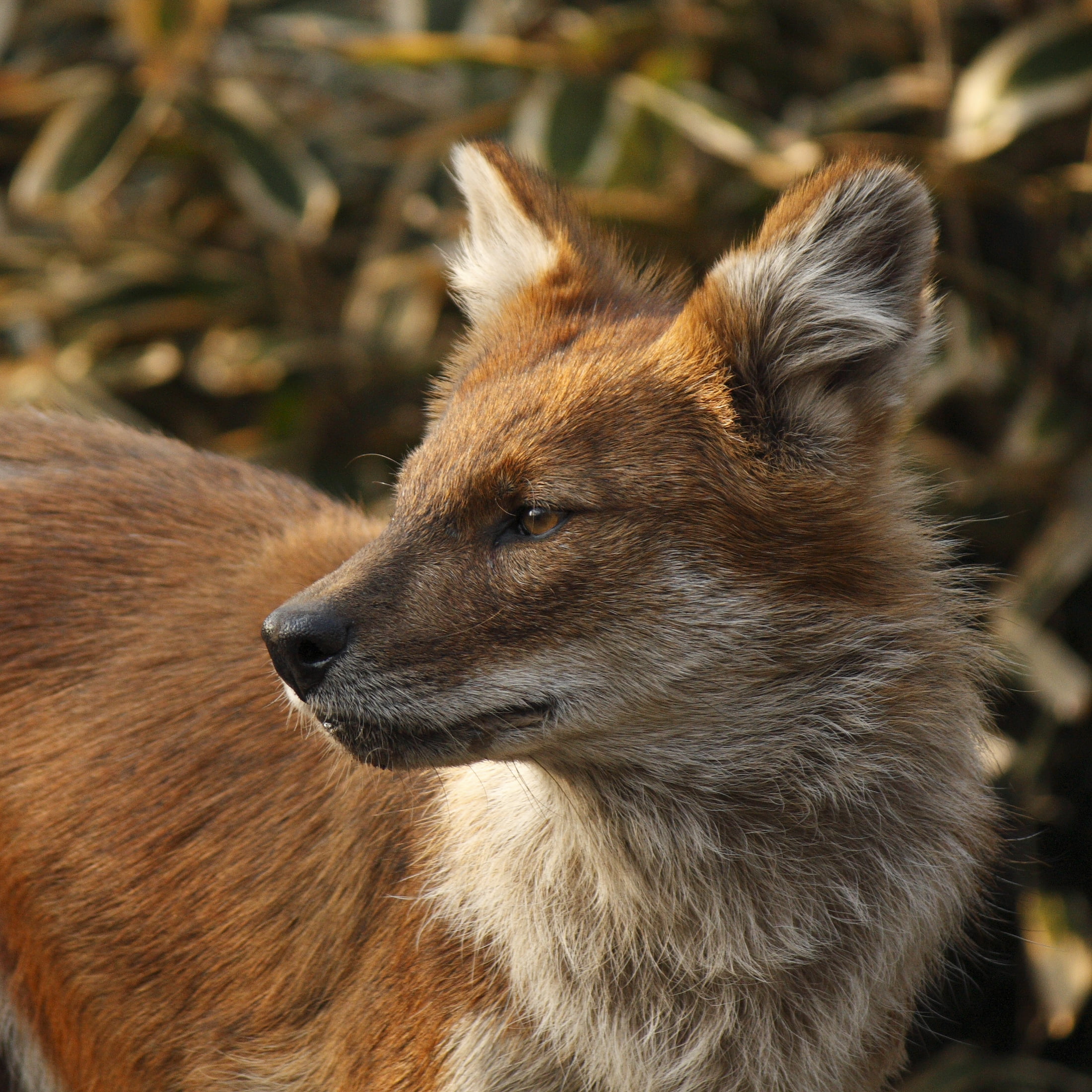 X2, white, ドール, 450D, outdoors, wildlife, white fox, nature, animal, fox, Tokyo  Japan, S55, F4, Ueno  Tokyo, EF, zoo, brown, dog, Canon EOS, closeup, mammal, Phone HD Wallpaper