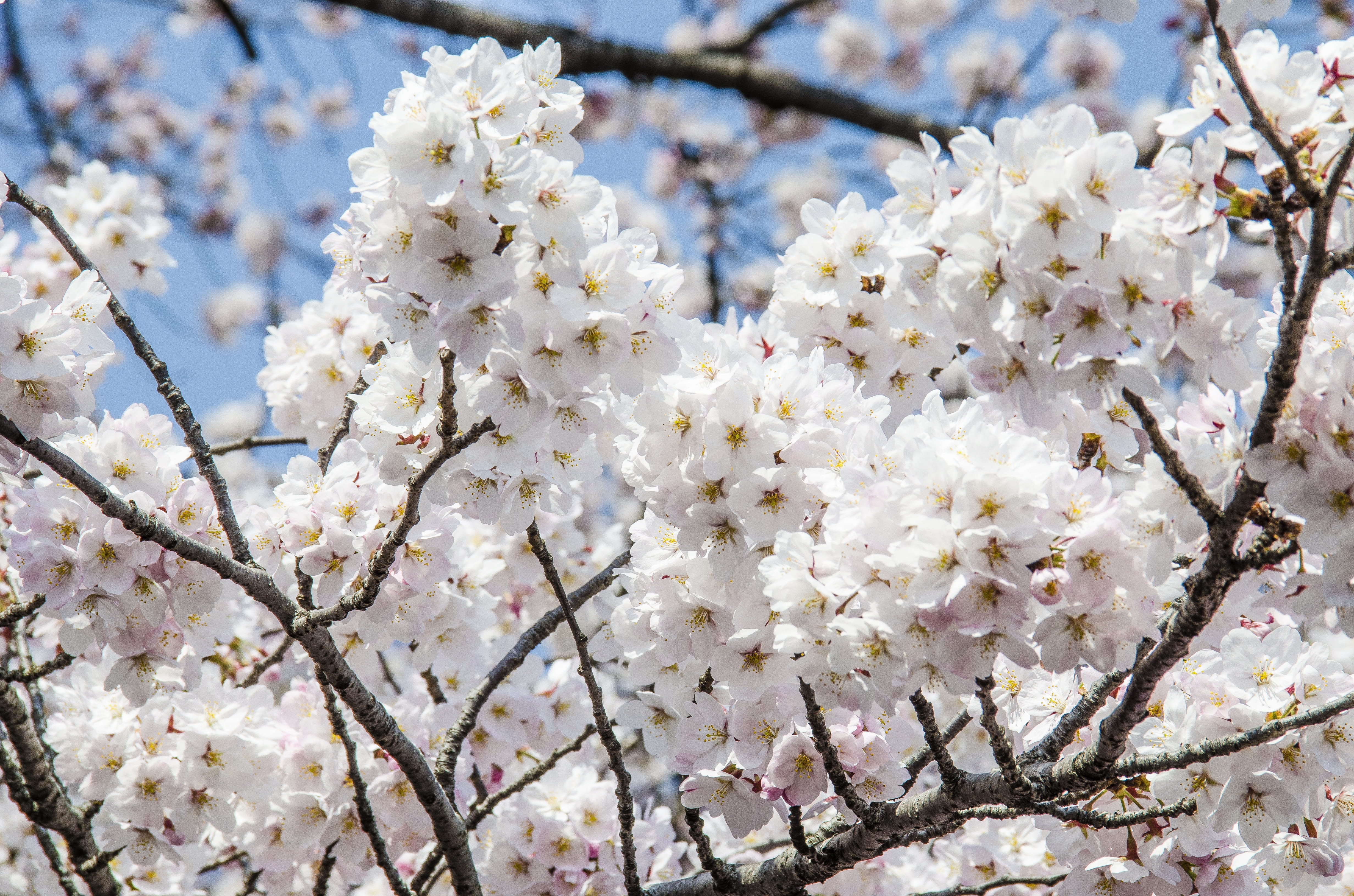 park, flower head, freshness, plant, flowering plant, spring, growth, branch, travel, japan, low angle view, springtime, fragility, beauty in nature, tourist, HD Wallpaper