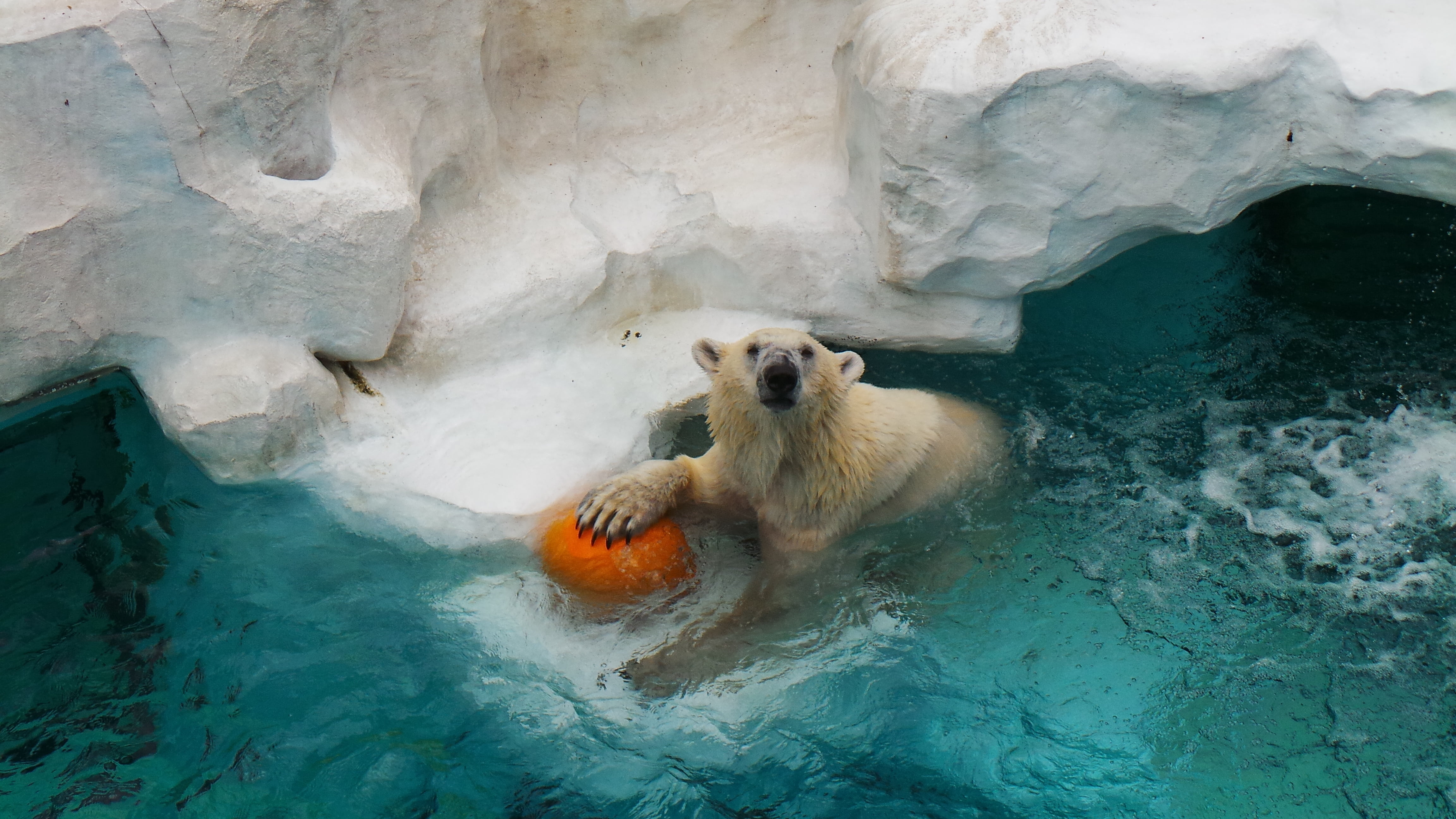 snow, polar bear, japan, winter, solid, animal wildlife, holding, marine, species, mammal, 4K, animals in the wild, no people, orange, wildlife, rock, HD Wallpaper