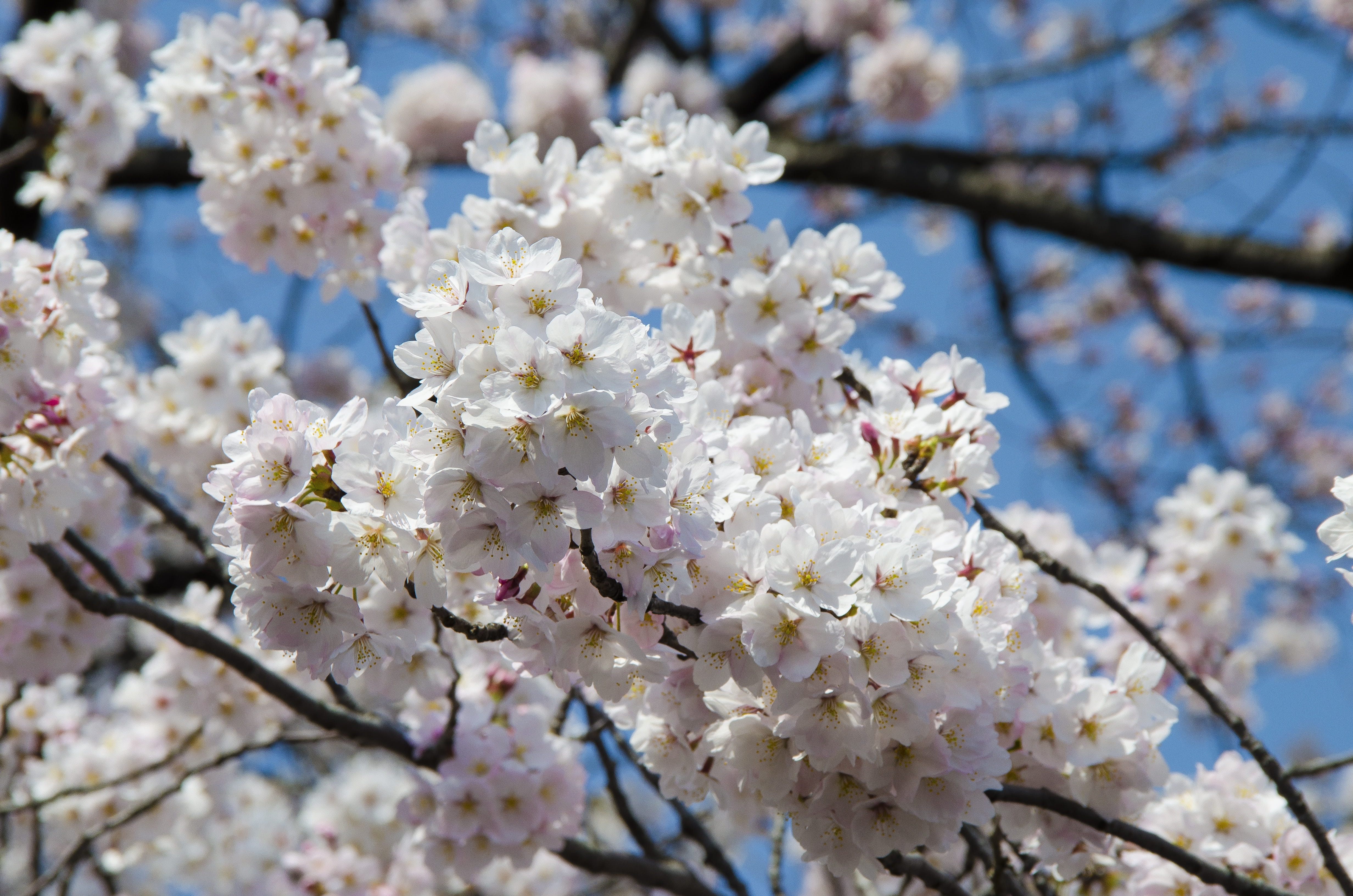 plant, plum blossom, outdoors, 4K, sakura, branch, freshness, springtime, spring, japan, japanese, day, ueno, low angle view, close-up, tree, inflorescence, HD Wallpaper