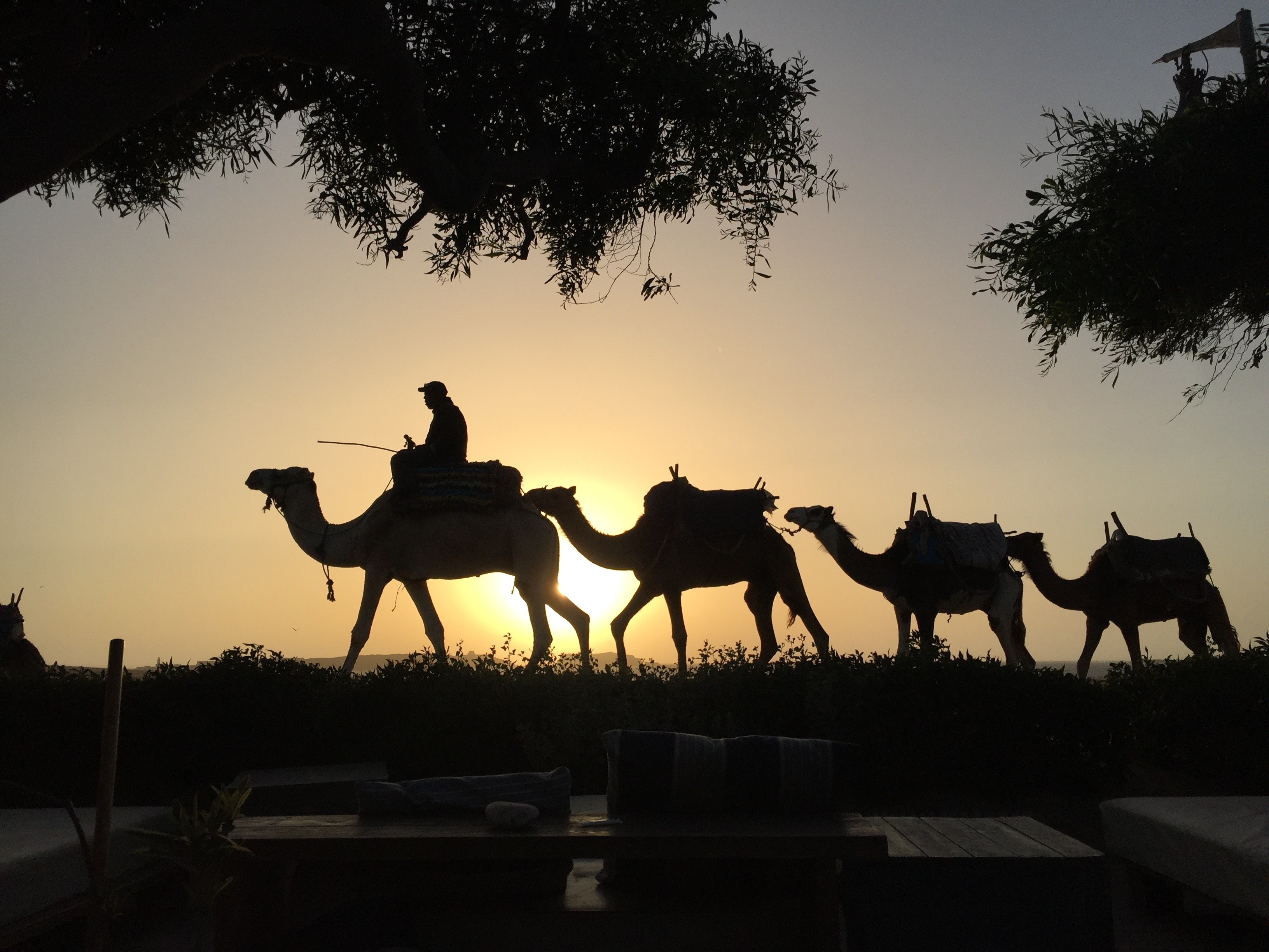 men, morocco, real people, dromedary, lifestyles, domestic animals, tree, nature, leisure activity, sunset, dunes, sky, pets, mammal, desert, domestic, HD Wallpaper