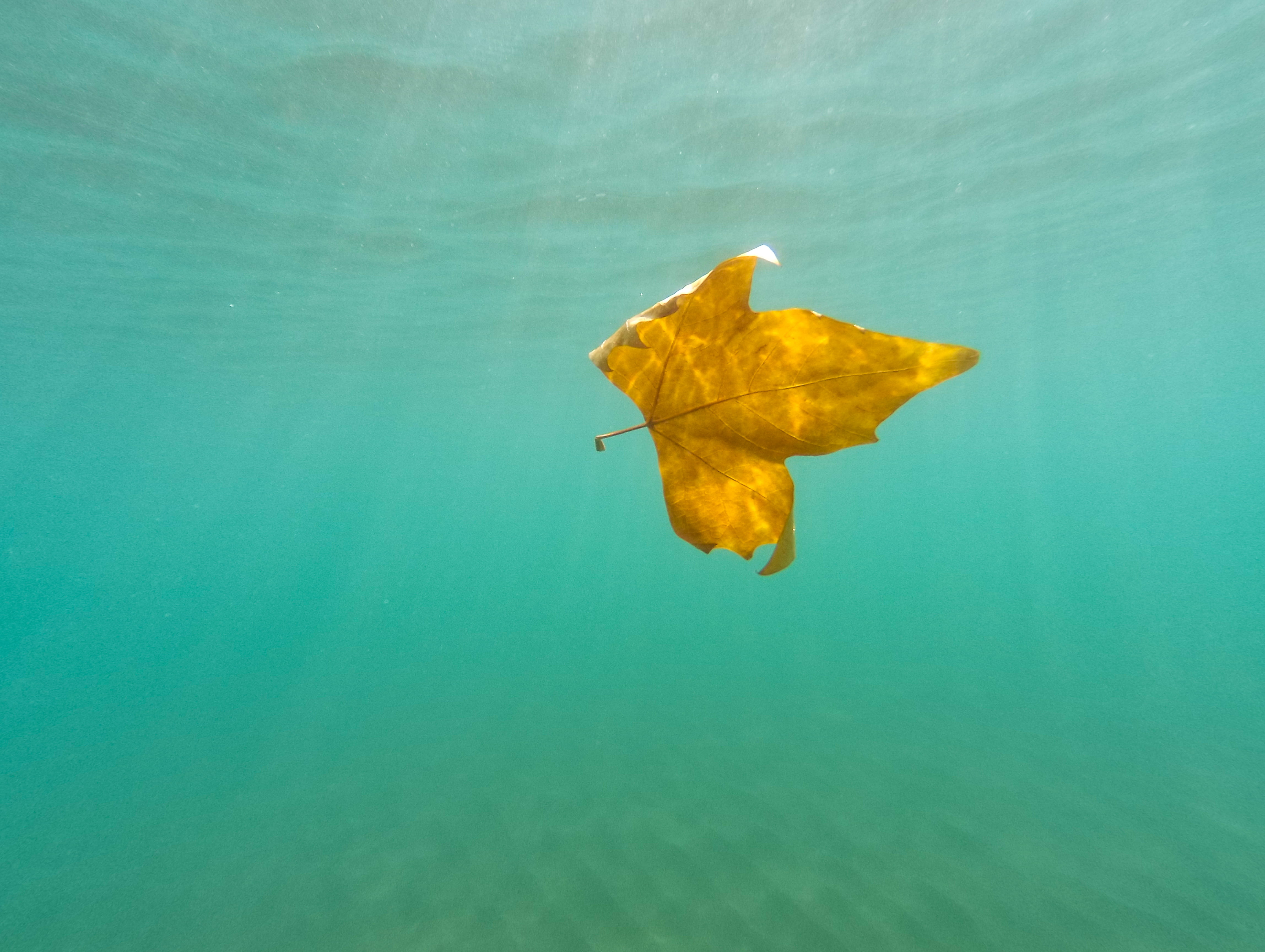 turquoise colored, nature, golden leaf, 4K, day, waterfront, turqoise water, aquarmarine, sea, water, solo, yellow, maple, turquoise, no people, floating, HD Wallpaper