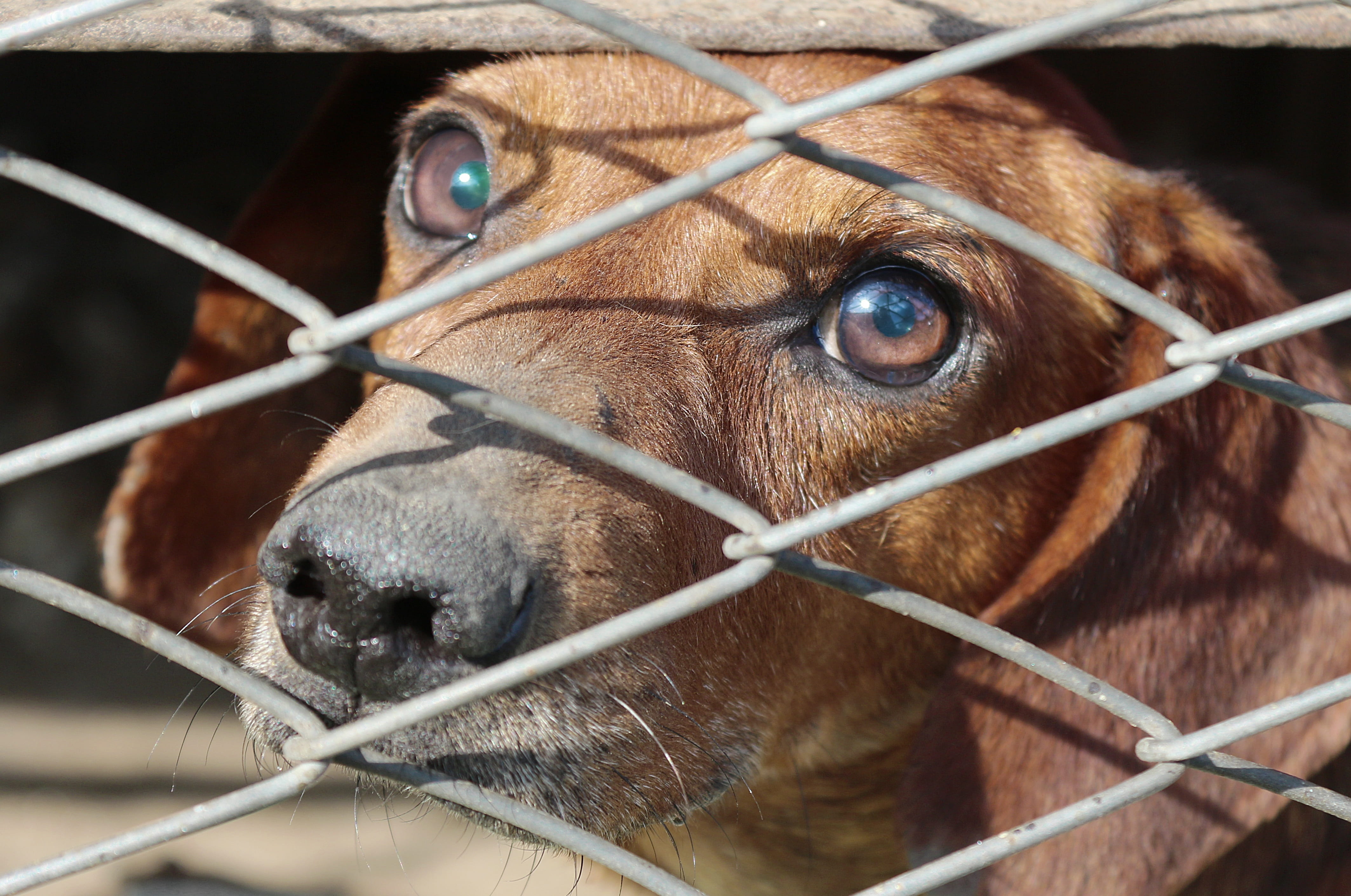 animal body part, dachshund, barrier, pets, 4K, fence, animal head, no people, cage, tan, inside, close-up, brown, mammal, animal themes, diamond, animal, HD Wallpaper
