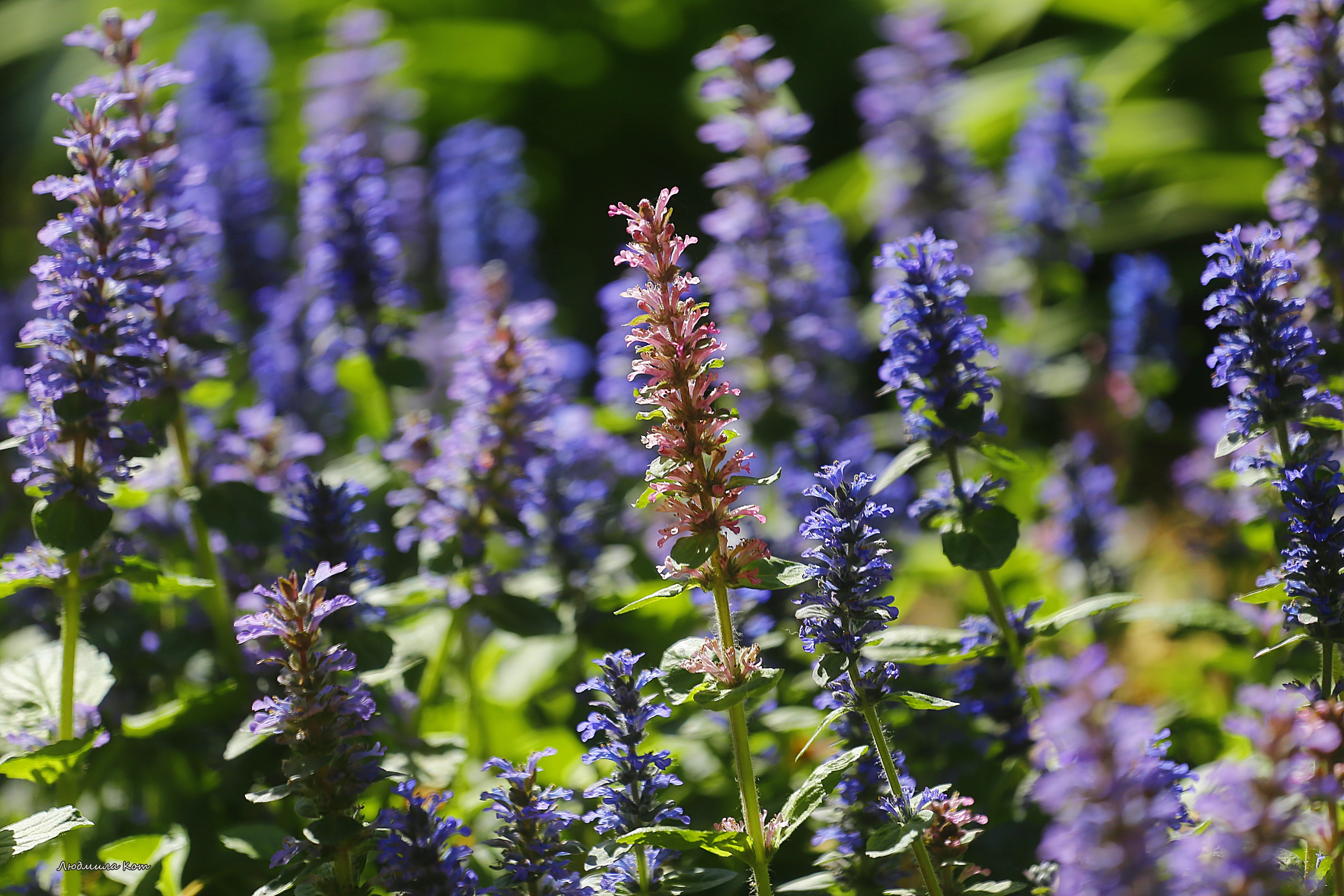 tosca, selective focus, purple, vulnerability, in the park, stroll, petal, freshness, growth, landscape, no people, flower head, outdoors, living nature, HD Wallpaper